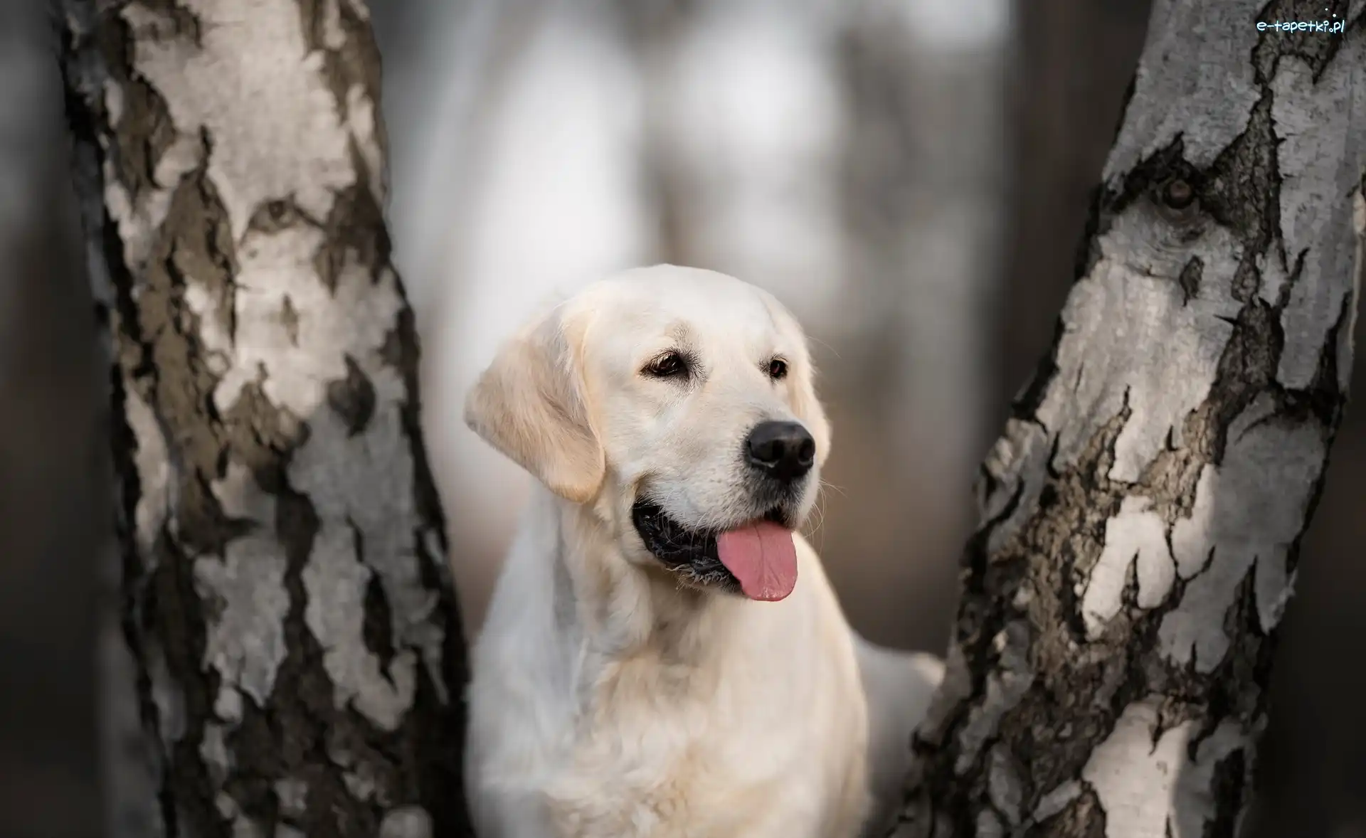 Brzozy, Pnie, Drzew, Rozmyte tło, Labrador retriever, Pies