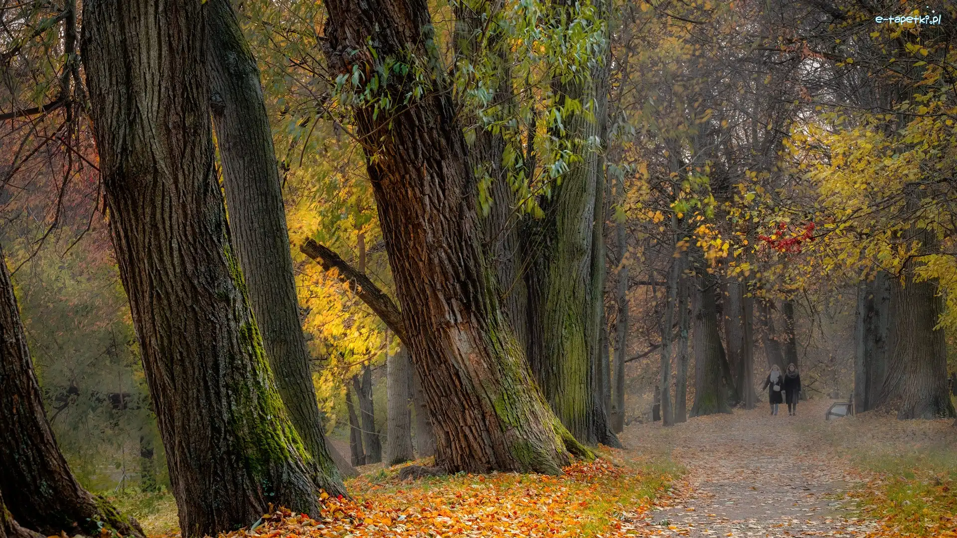 Liście, Kobiety, Alejka, Park, Jesień, Ławka, Drzewa