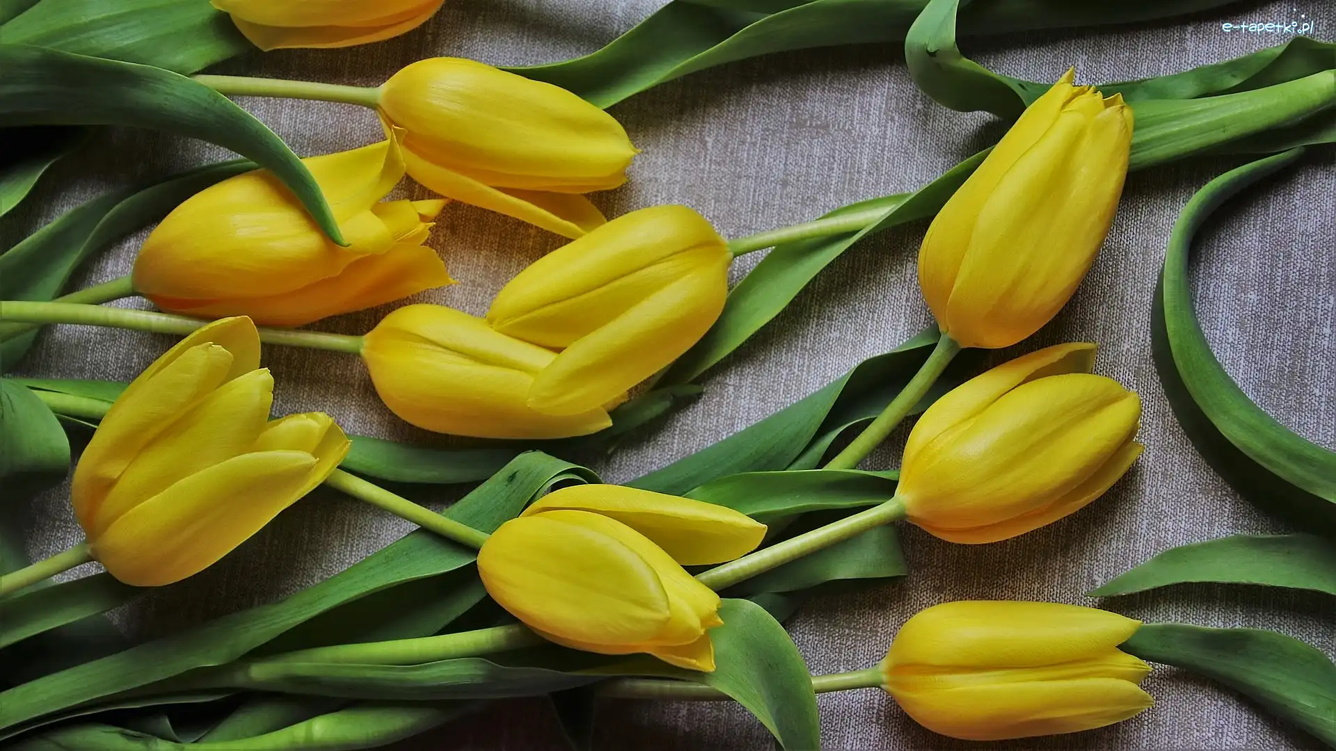 Tulipany, Tkanina, Szara, Żółte