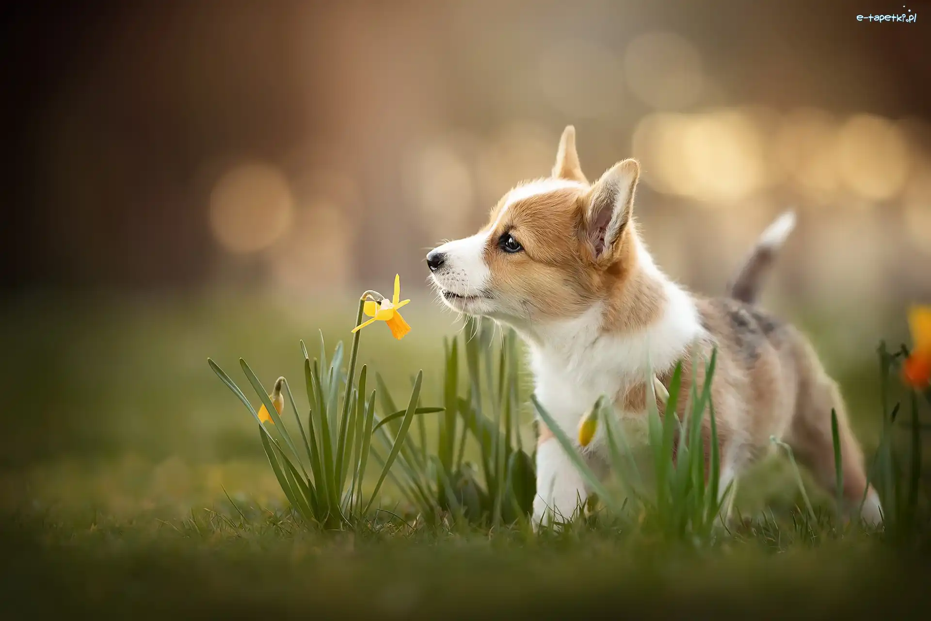 Pies, Welsh corgi pembroke, Szczeniak, Narcyz żonkil, Kwiaty