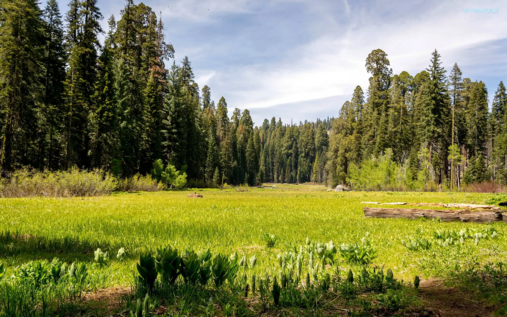 Drzewa, Park Narodowy Sekwoi, Polana, Stany Zjednoczone, Kalifornia