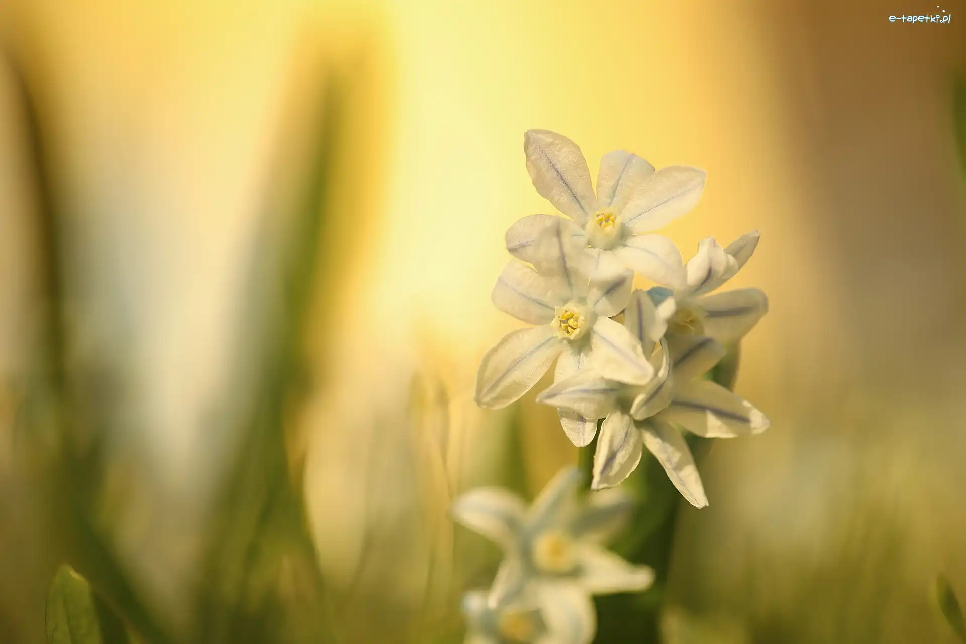 Kwiaty, Cebulice