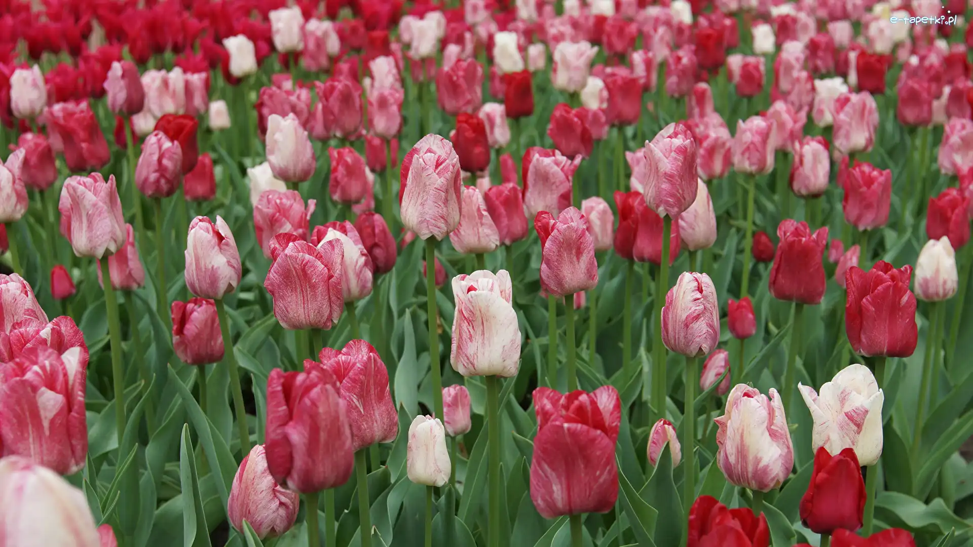 Tulipany, Biało-czerwone, Czerwono-białe, Kolorowe