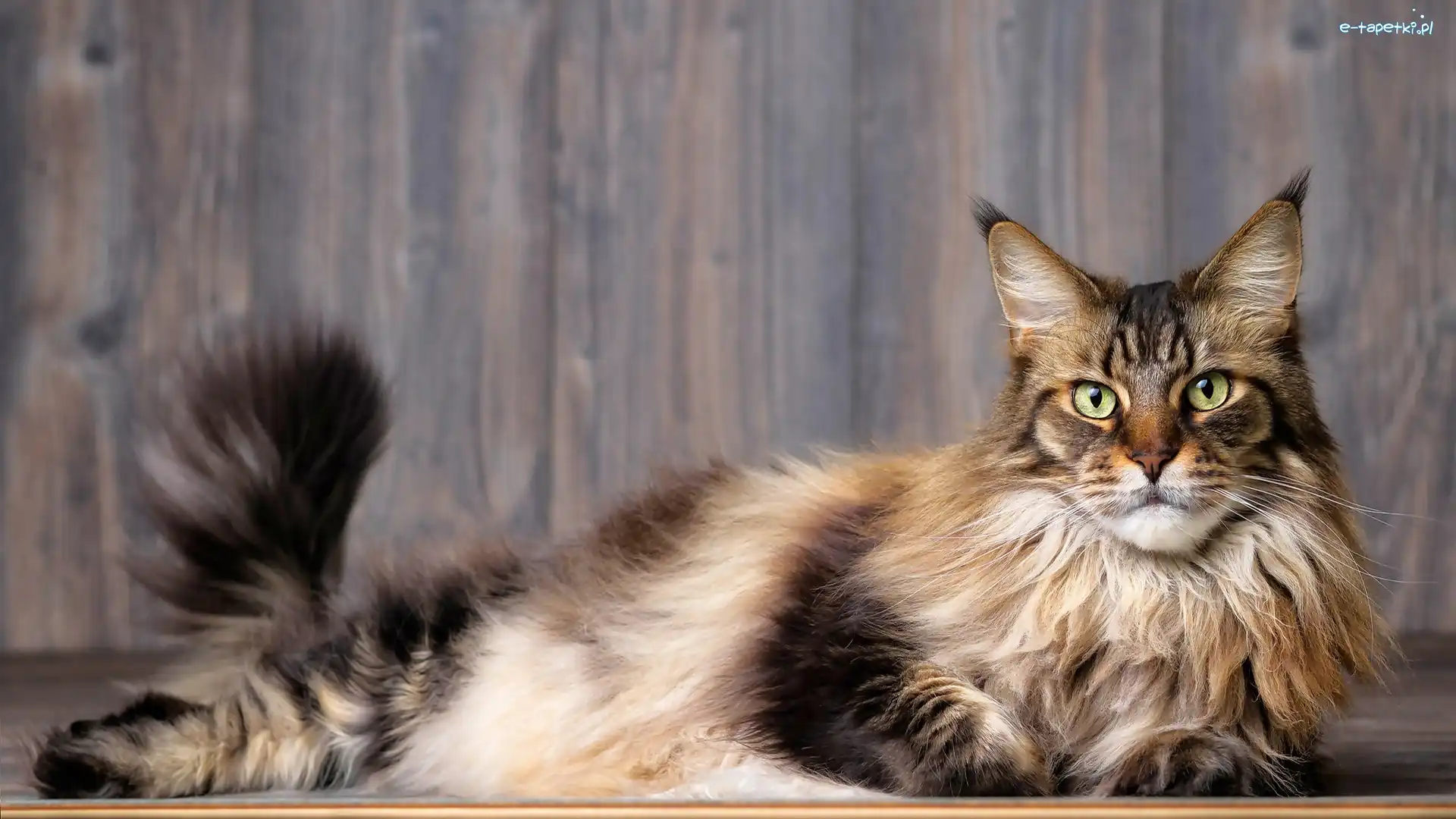 Leżący, Maine coon, Kot, Ogon, Uniesiony