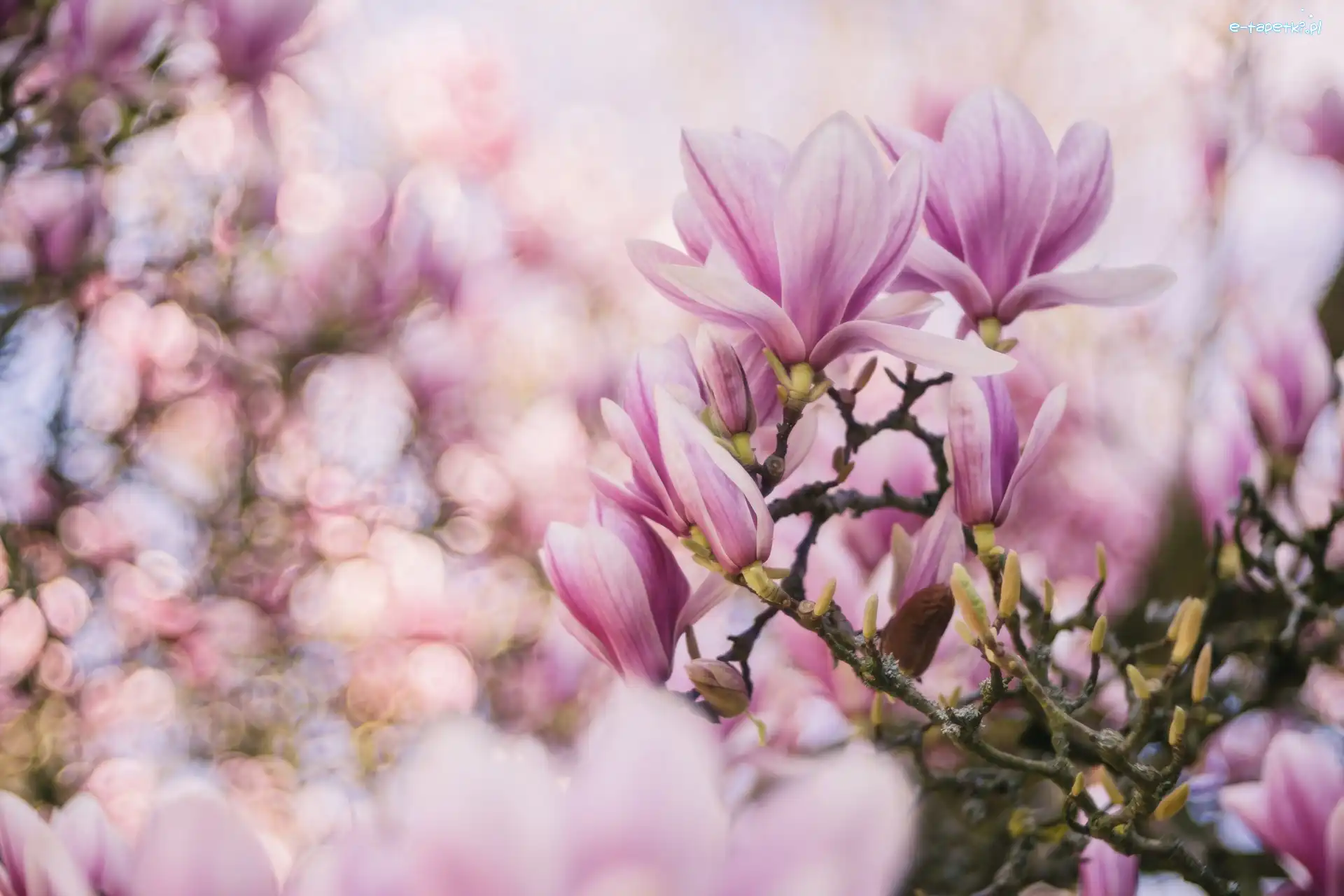 Bokeh, Magnolia, Kwiaty