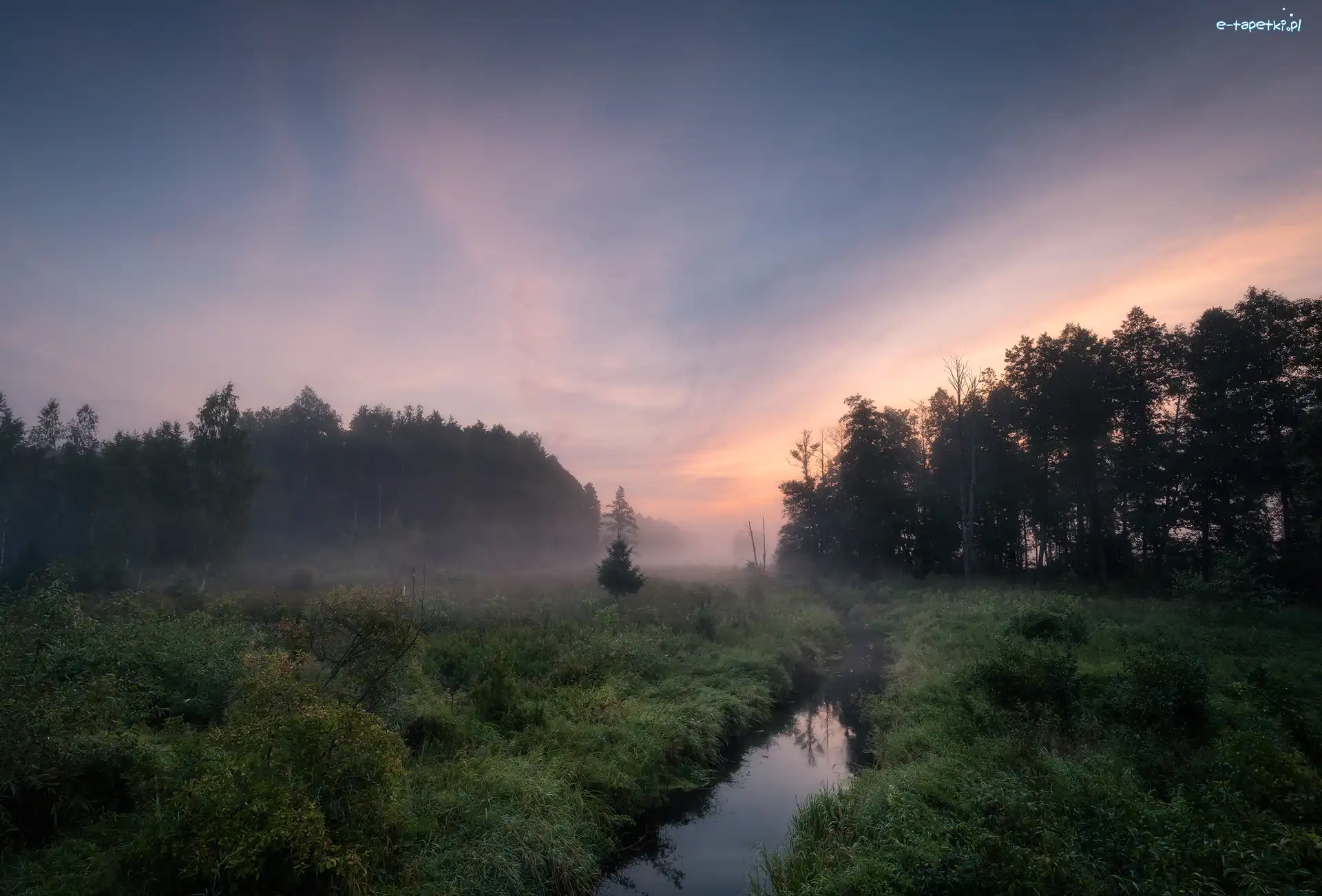 Podlasie, Mgła, Drzewa, Polska, Las, Rzeka