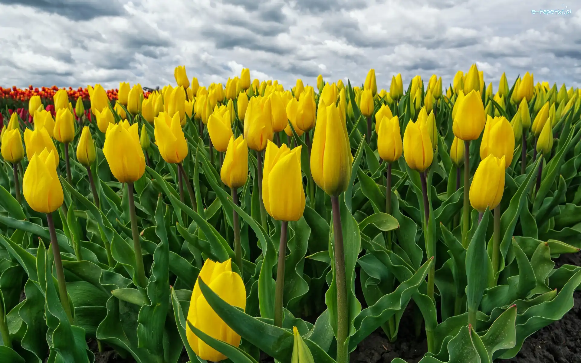 Tulipany, Chmury, Pole, Żółte
