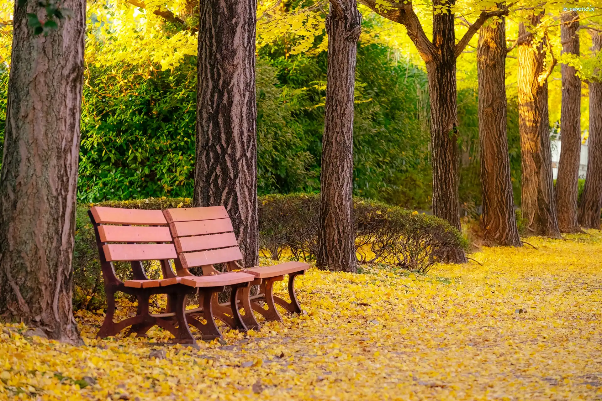 Drzewa, Jesień, Park, Ławka