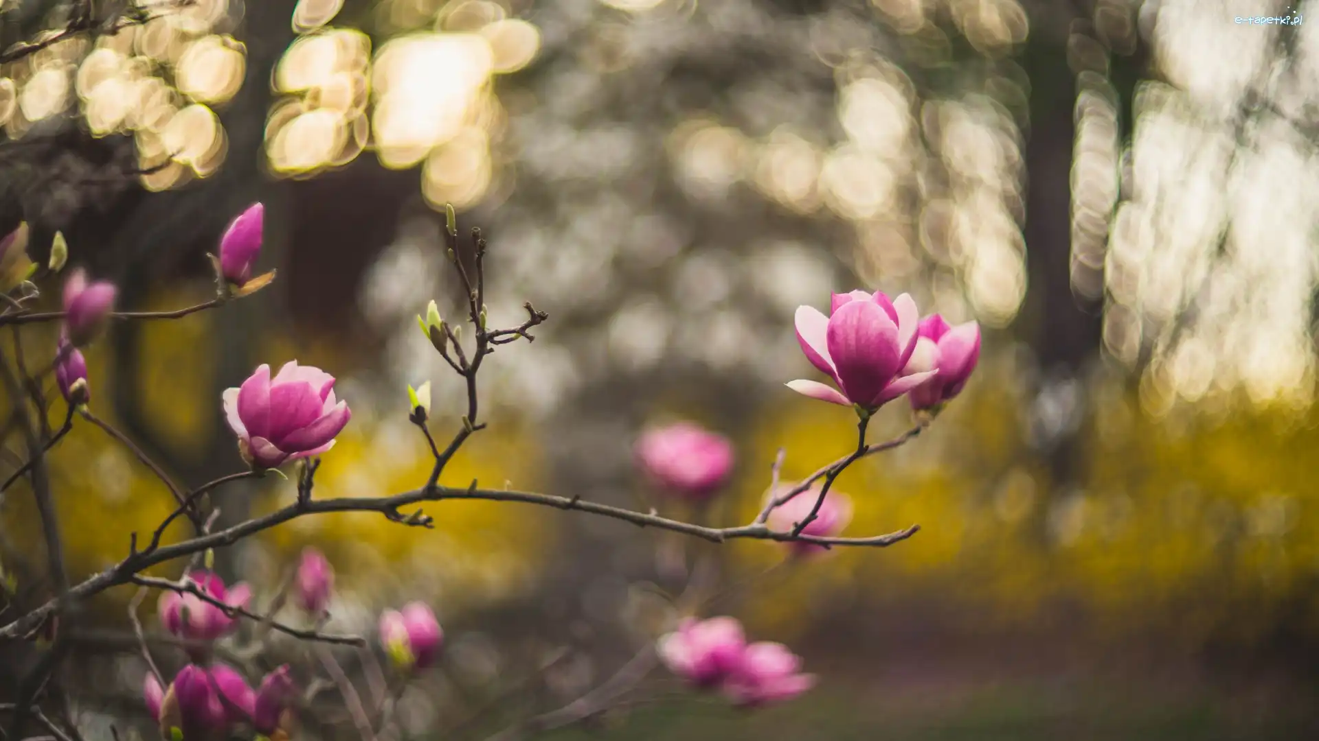 Rozmycie, Gałązki, Magnolia