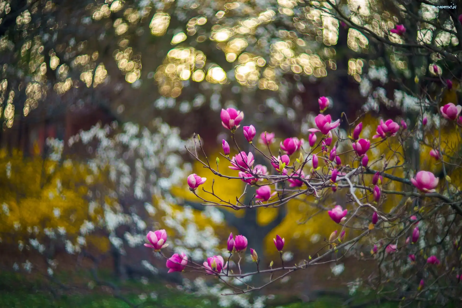 Kwiaty, Gałąź, Magnolia
