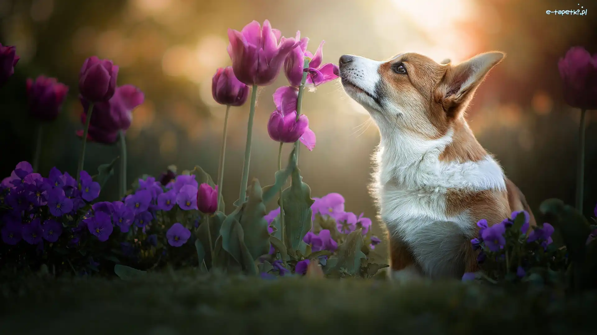 Pies, Kwiaty, Welsh corgi pembroke, Bratki, Tulipany
