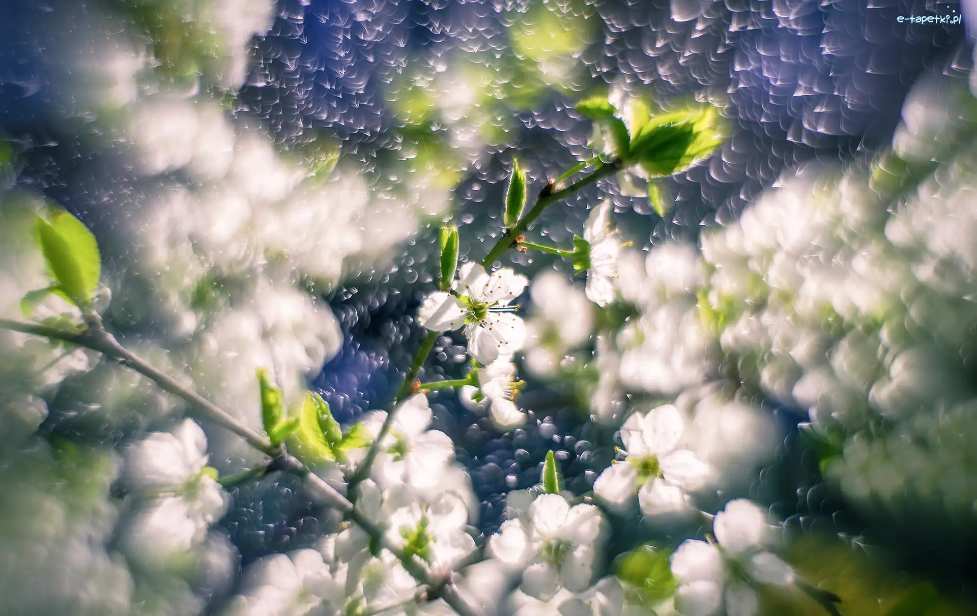 Drzewo owocowe, Bokeh, Gałązki, Kwiaty