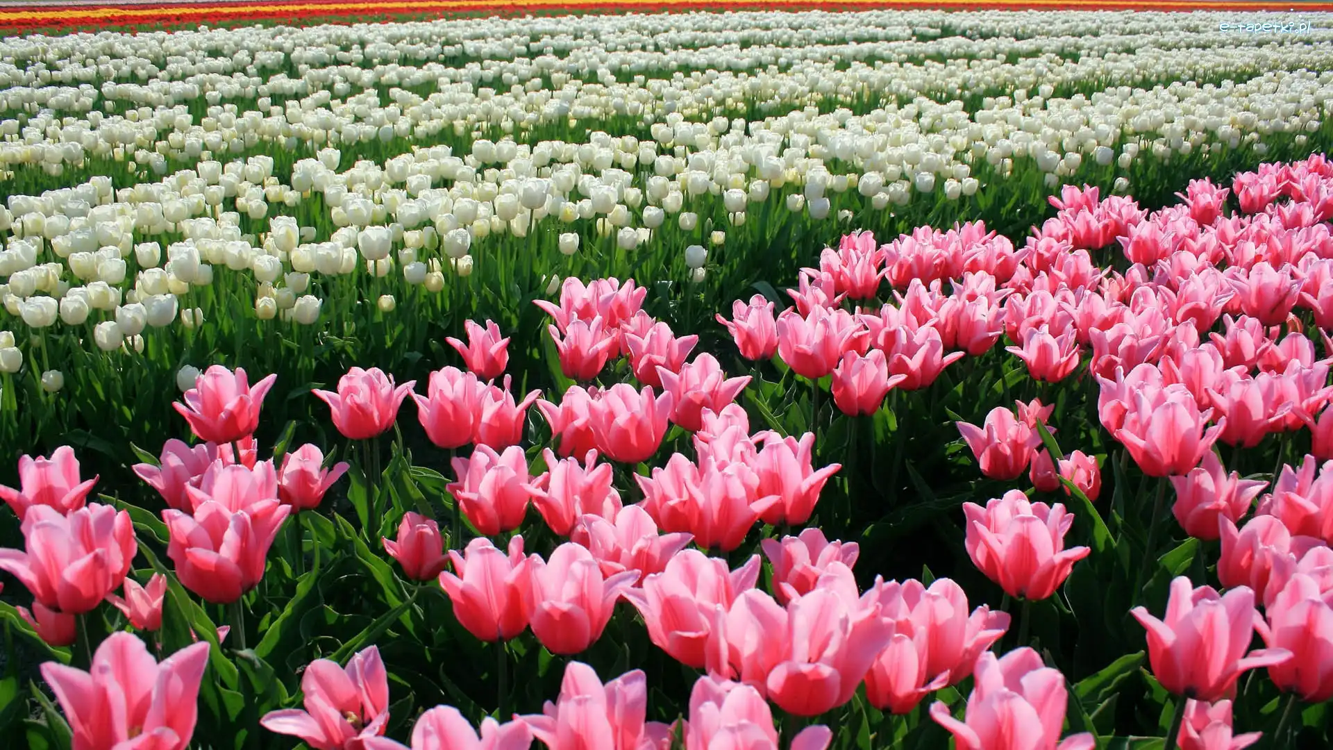 Plantacja, Tulipany, Kwiaty, Wiosna, Różowe, Białe