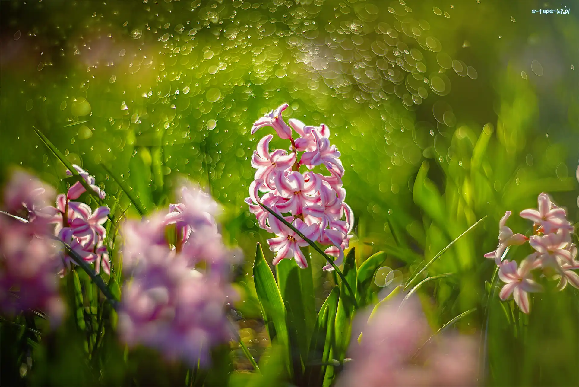 Bokeh, Hiacynty, Różowo-białe