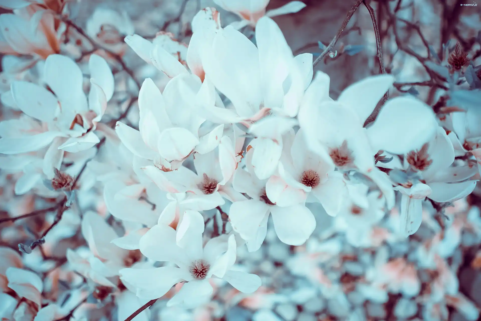 Magnolie, Białe, Kwiaty