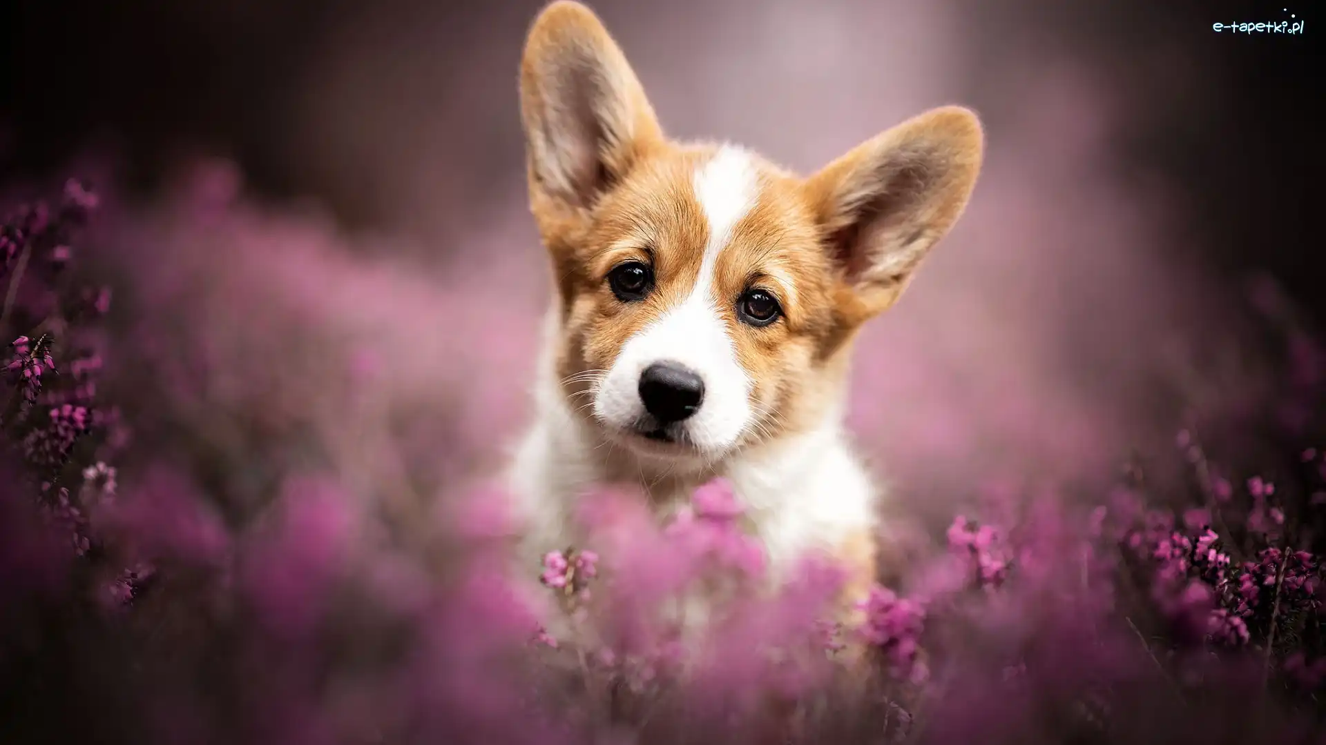 Welsh corgi pembroke, Spojrzenie, Wrzosy, Szczeniak