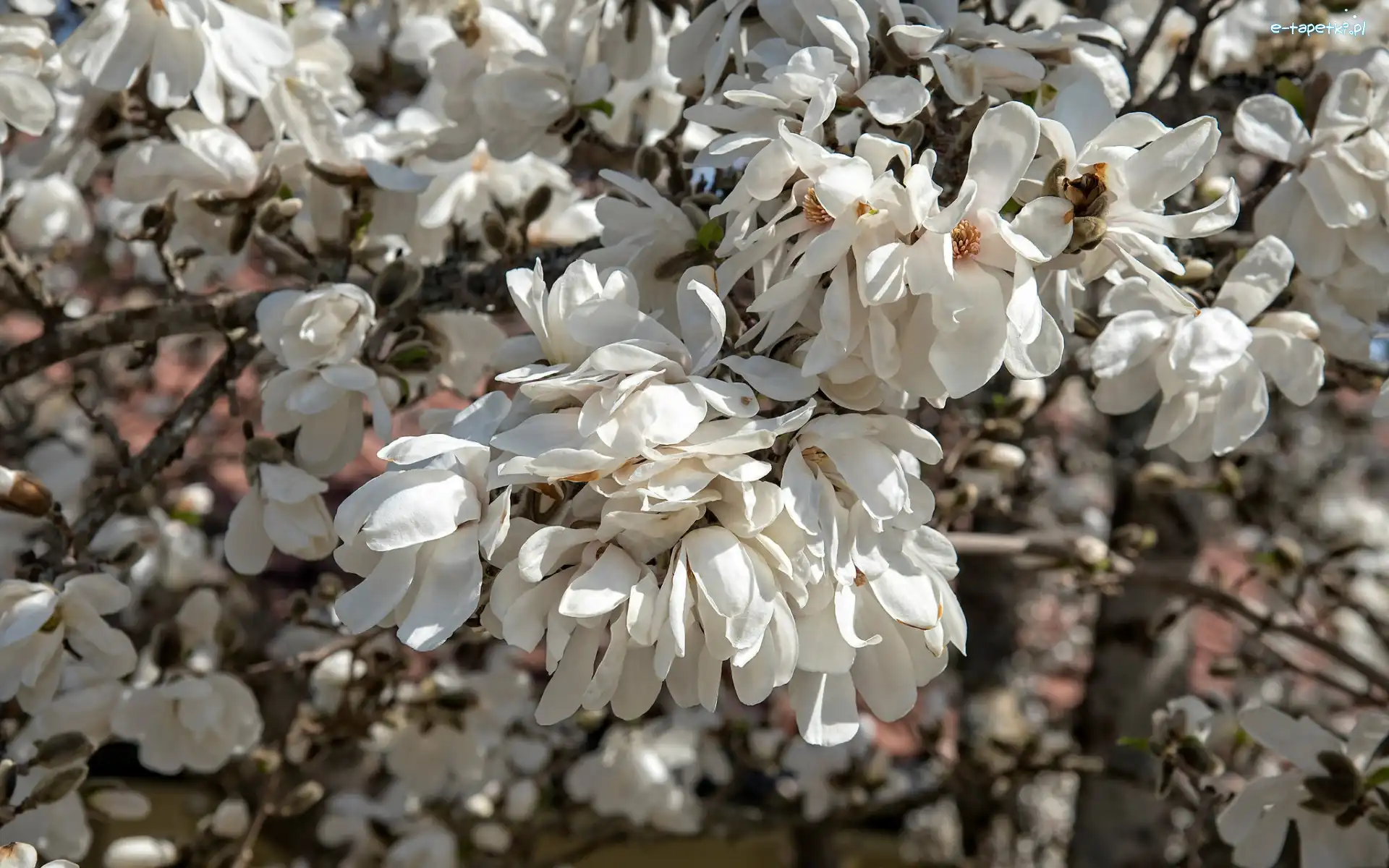 Magnolia, Kwiaty, Białe, Kwiaty