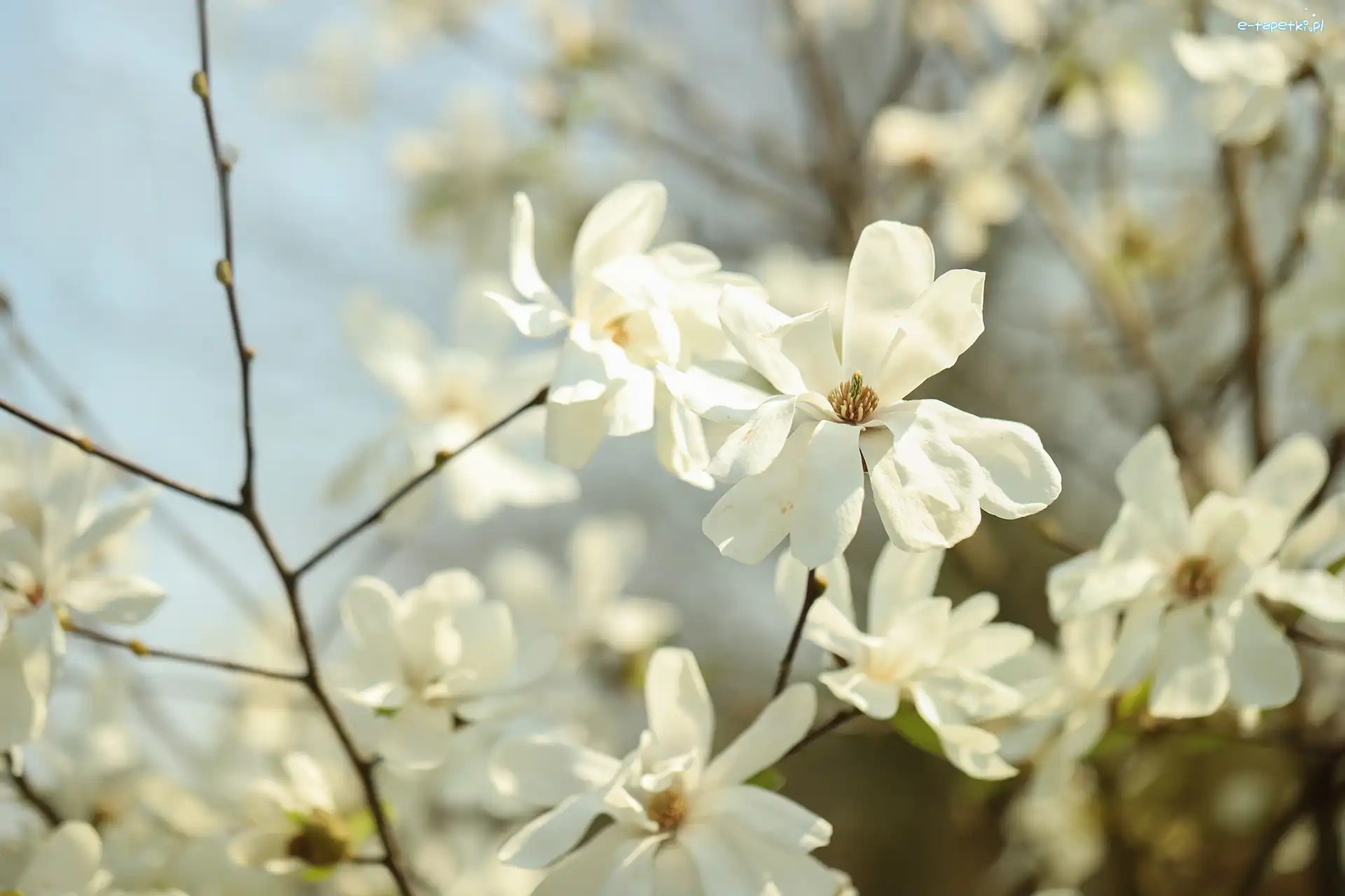 Kwiaty, Magnolie, Białe