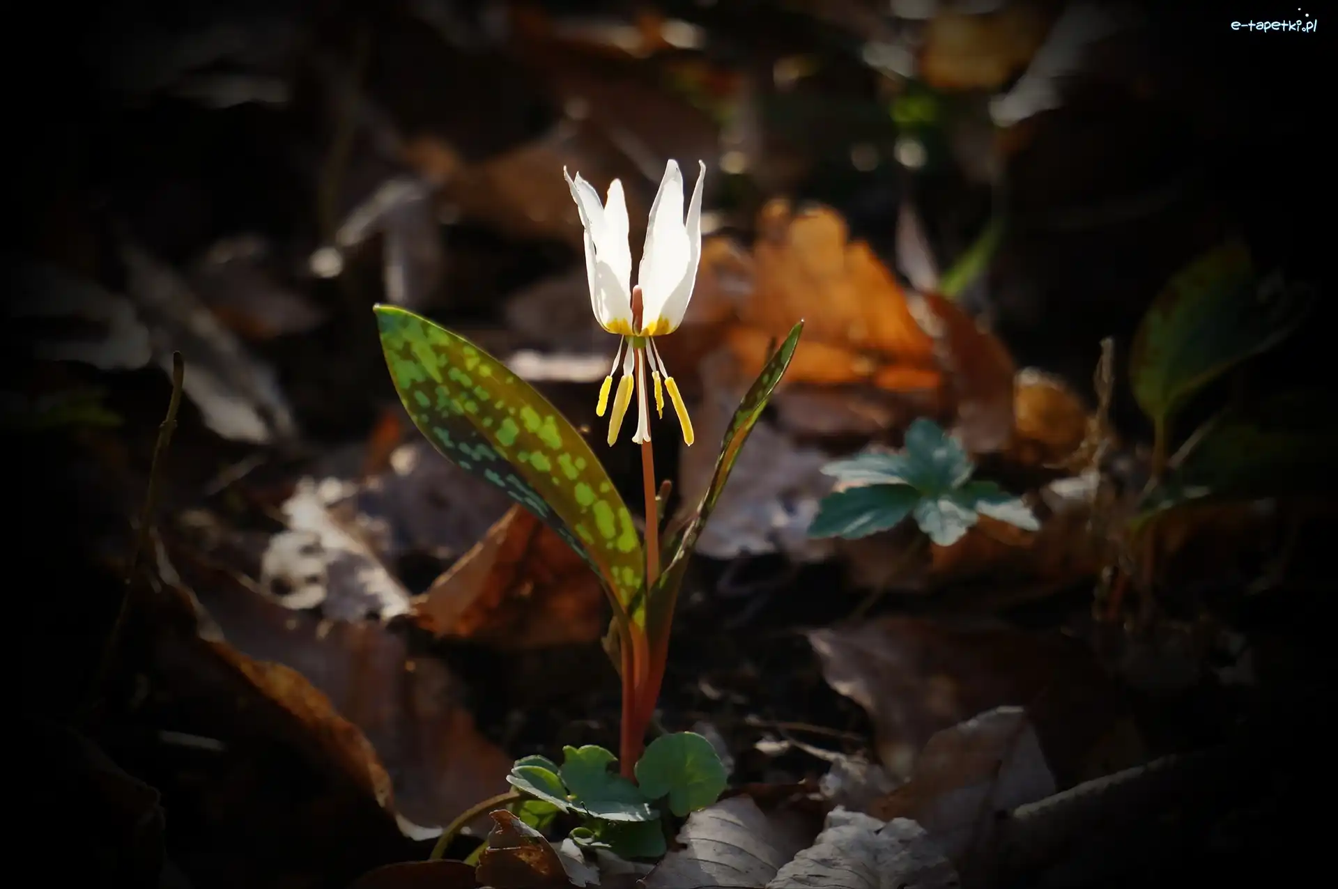 Erythronium, Psiząb, Biały, Kwiat