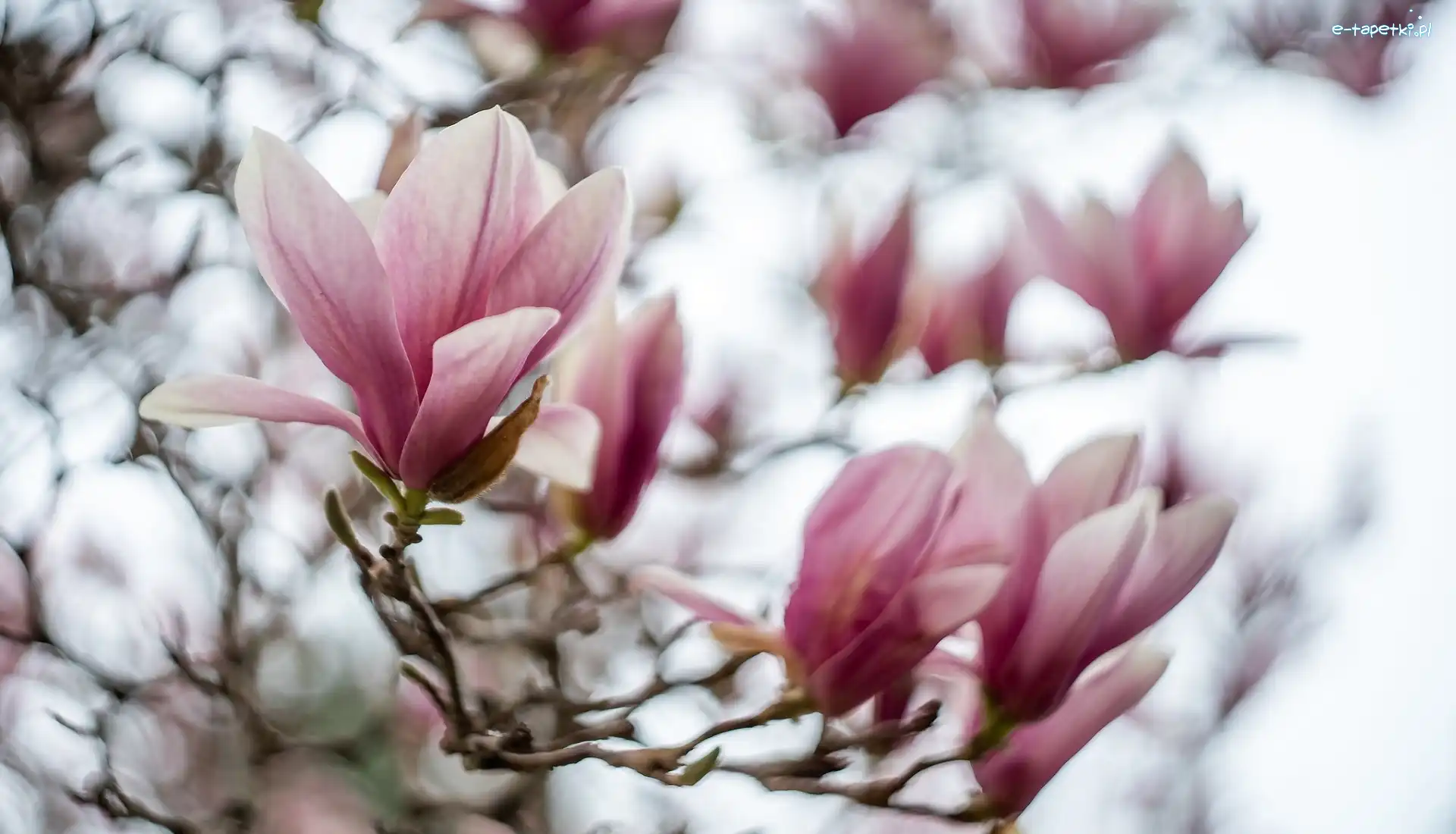 Bladoróżowe, Magnolie, Kwiaty, Gałęzie