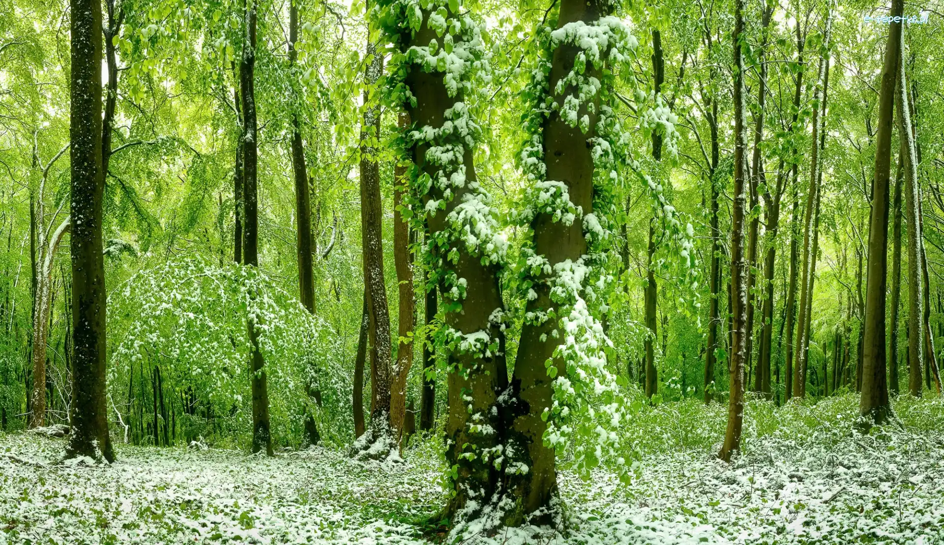 Las, Śnieg, Drzewa, Wiosna