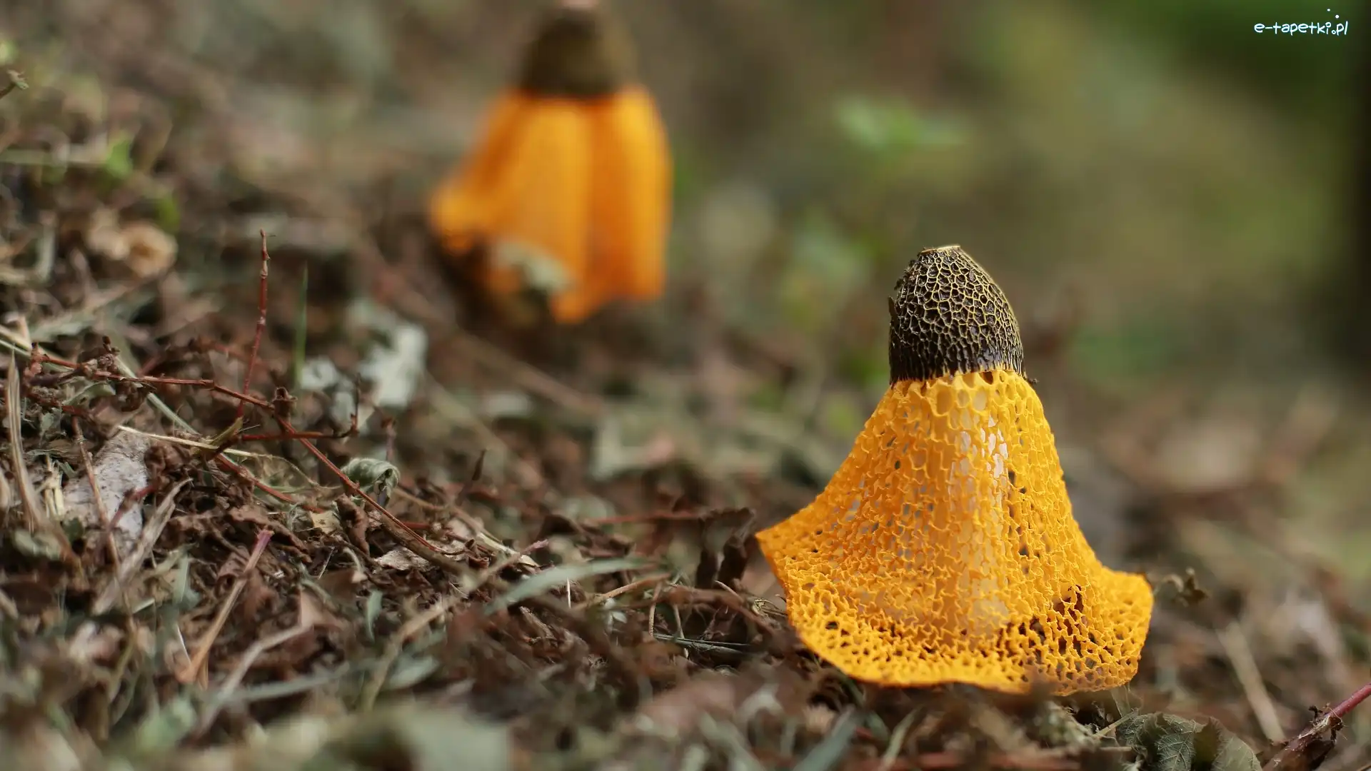 Żółty, Trujący, Grzyb, Sromotnik, Phallus indusiatus