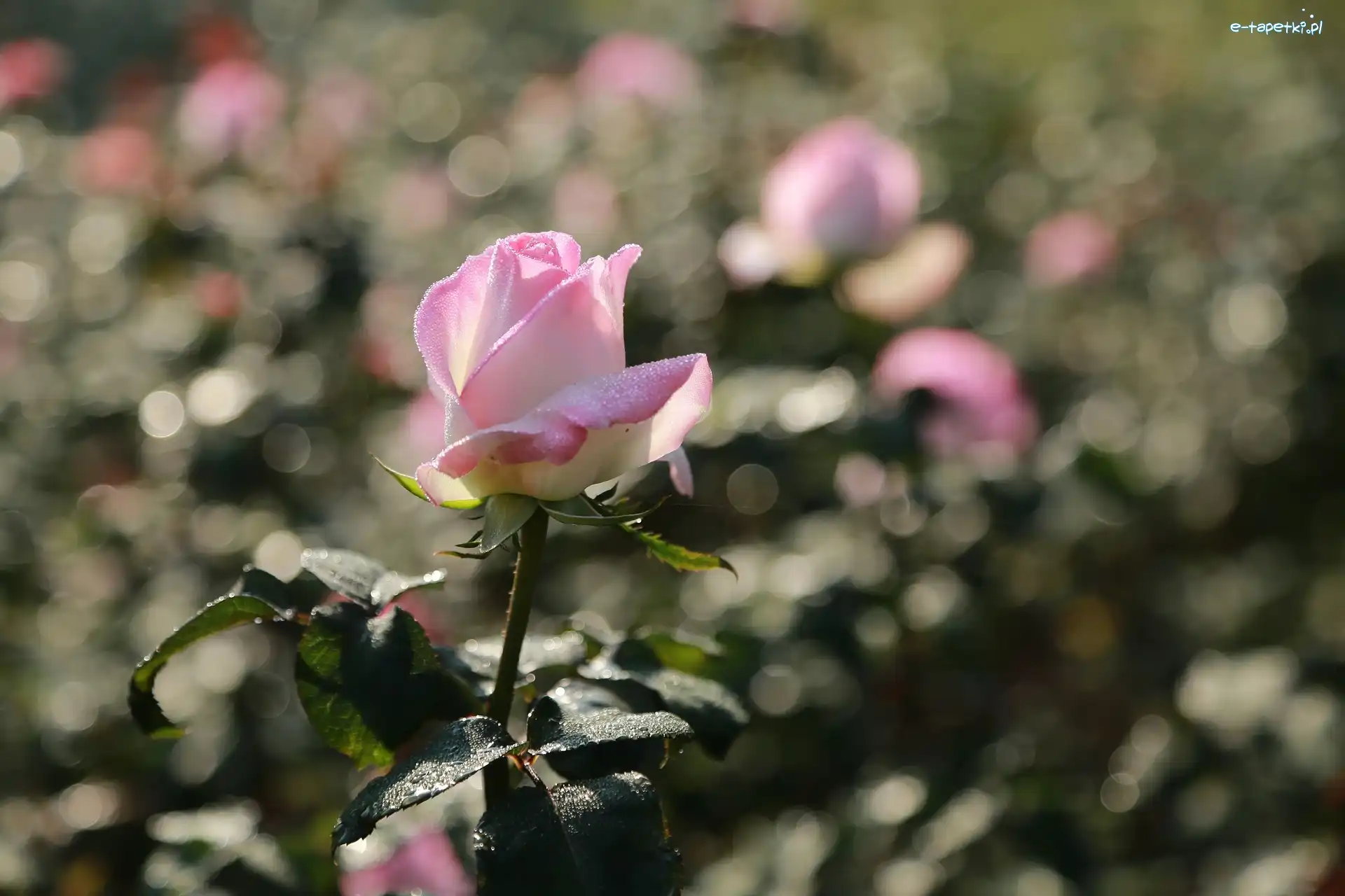 Róża, Rosa, Kropelki, Różowa