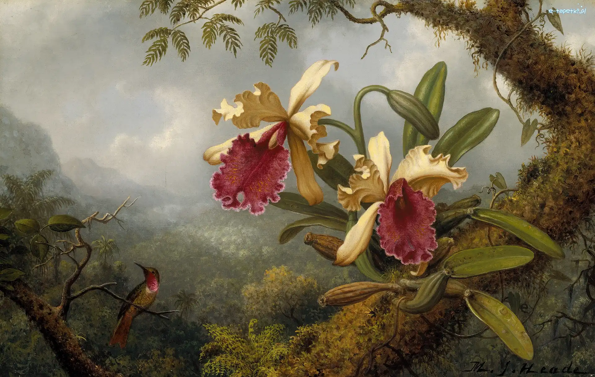 Malarstwo, Martin Johnson Heade, Obraz, Ptak, Storczyki