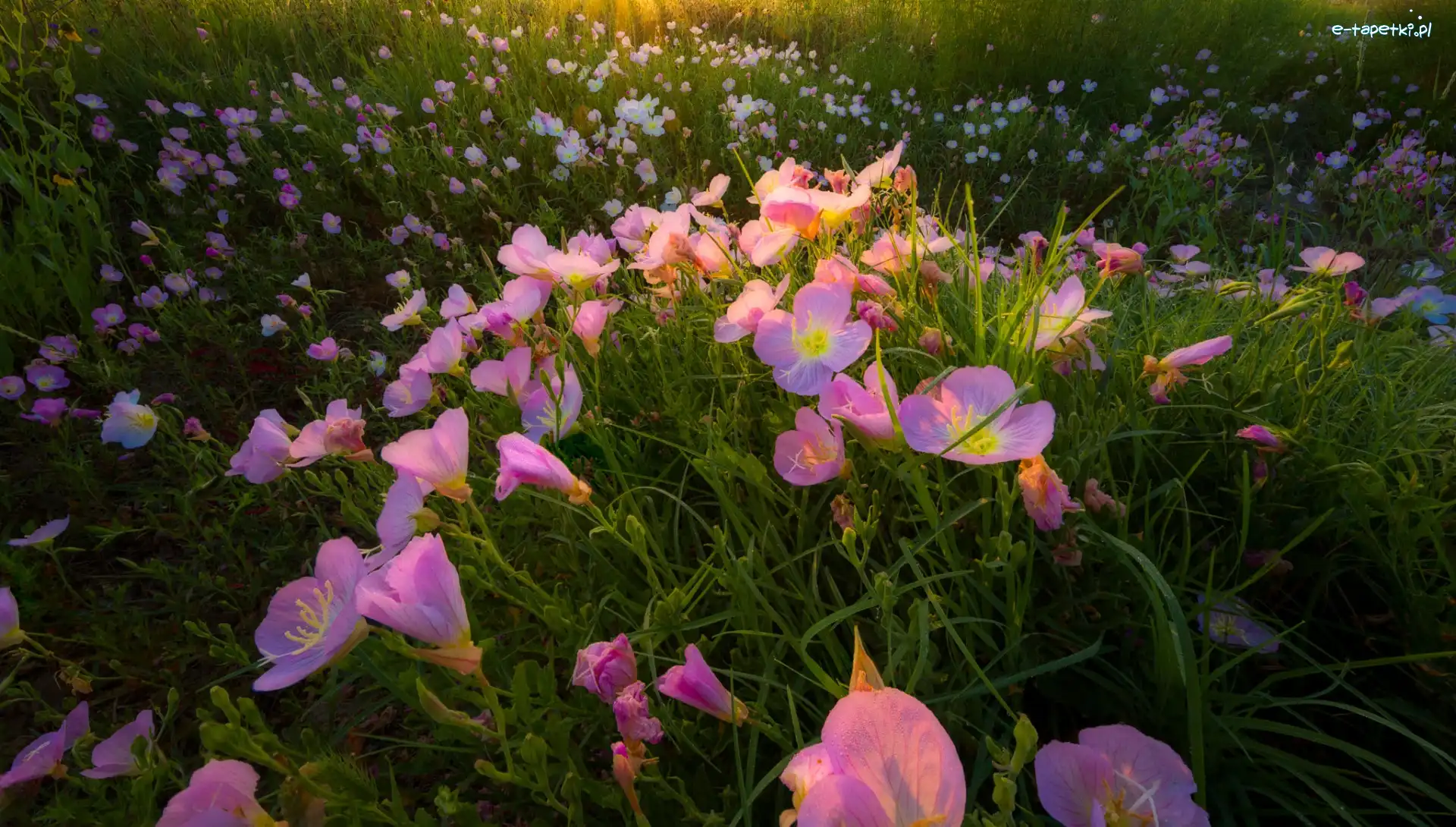 Kwiaty, Wiesiołek, Różowy, Łąka, Oenothera rosea