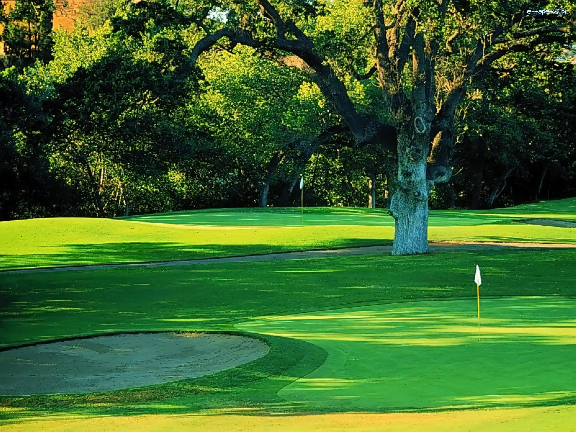 Drzewo, Pole Golfowe