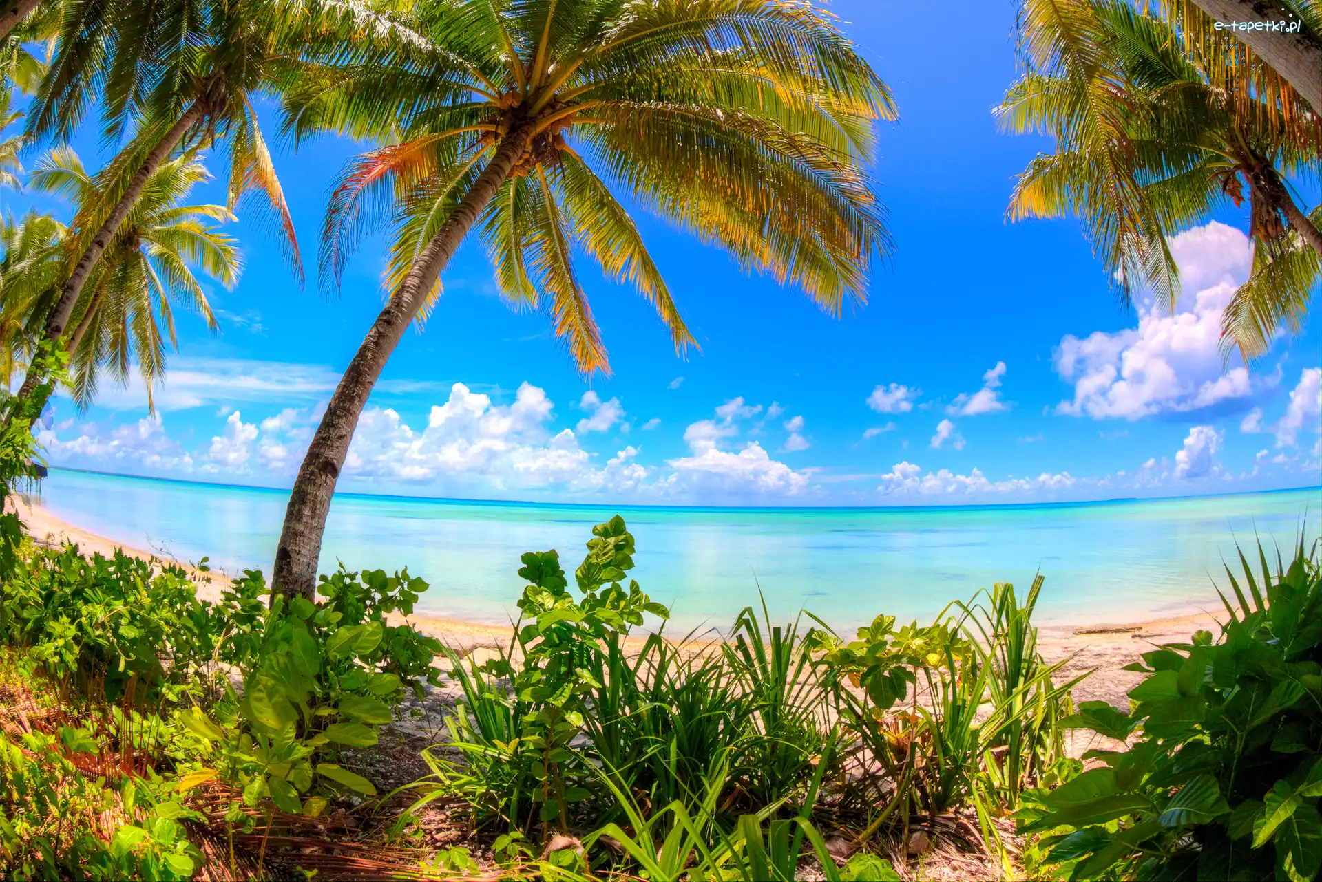 Kiribati, Palmy, Roślinność, Morze, Ocean Spokojny, Wyspa Abaiang, Chmury