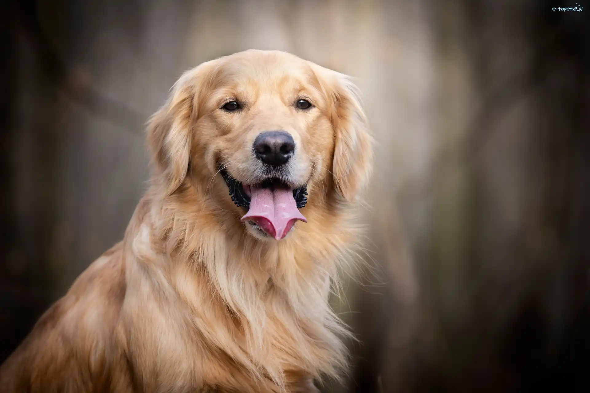 Golden retriever, Jęzor, Uśmiech, Pies