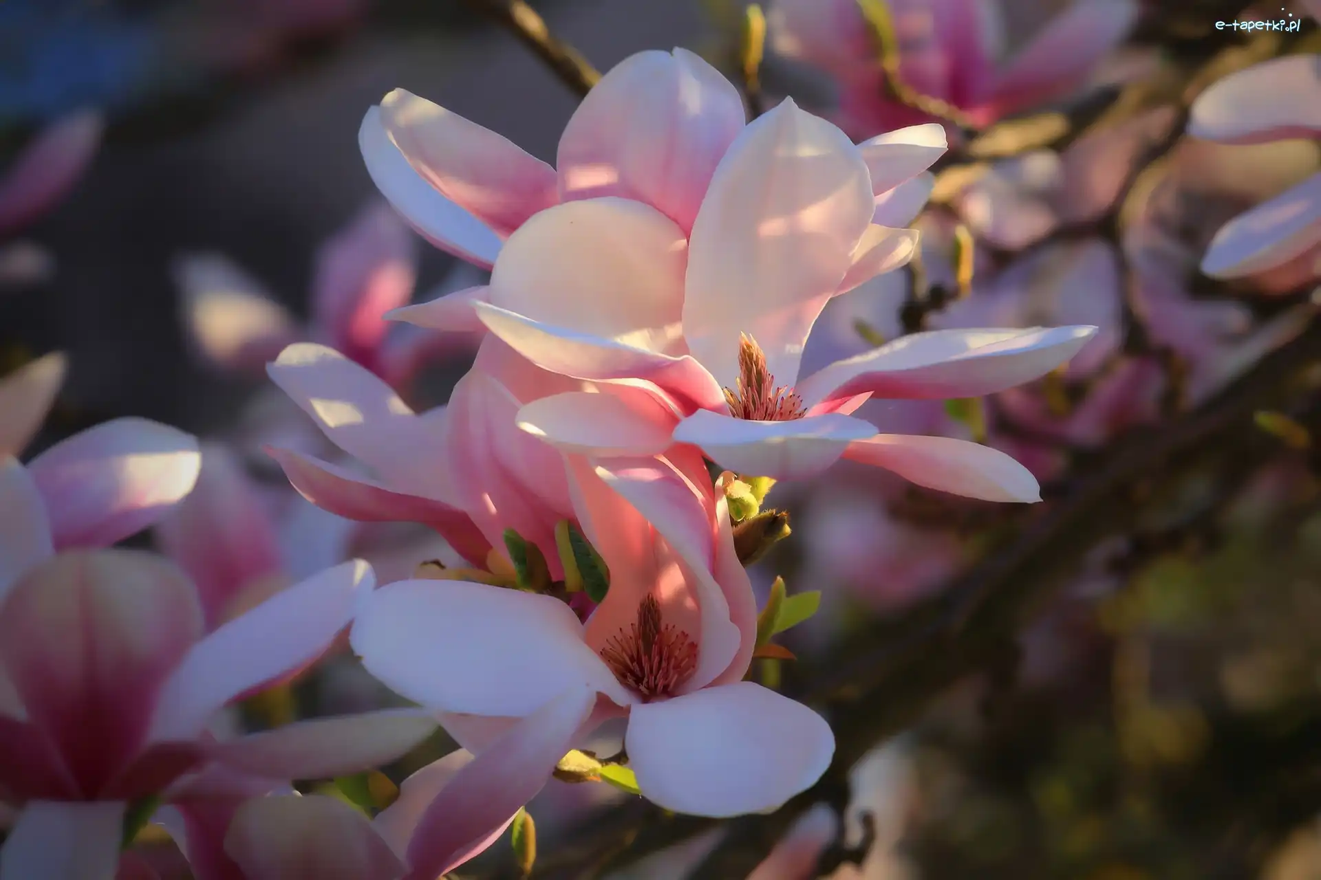 Magnolia, Rozmycie, Światło, Kwiaty
