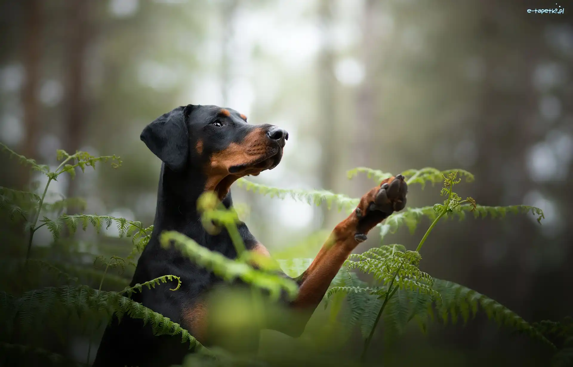 Doberman, Las, Paprocie, Pies
