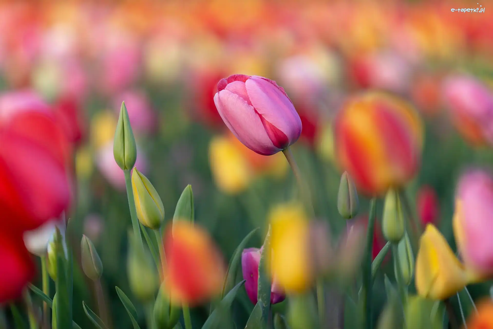 Tulipan, Tulipany, Różowy, Pąki, Kolorowe, Kwiaty