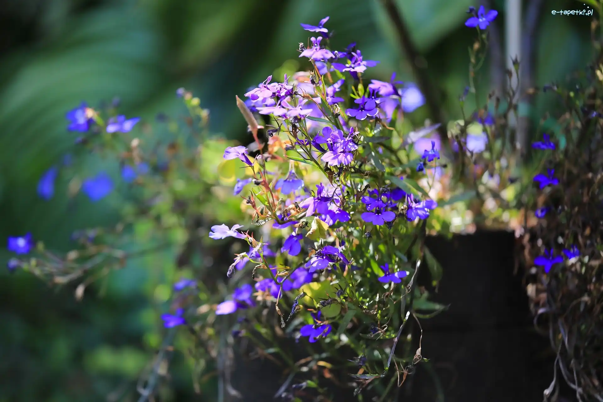 Kwiaty, Światło, Rozmyte tło, Lobelia