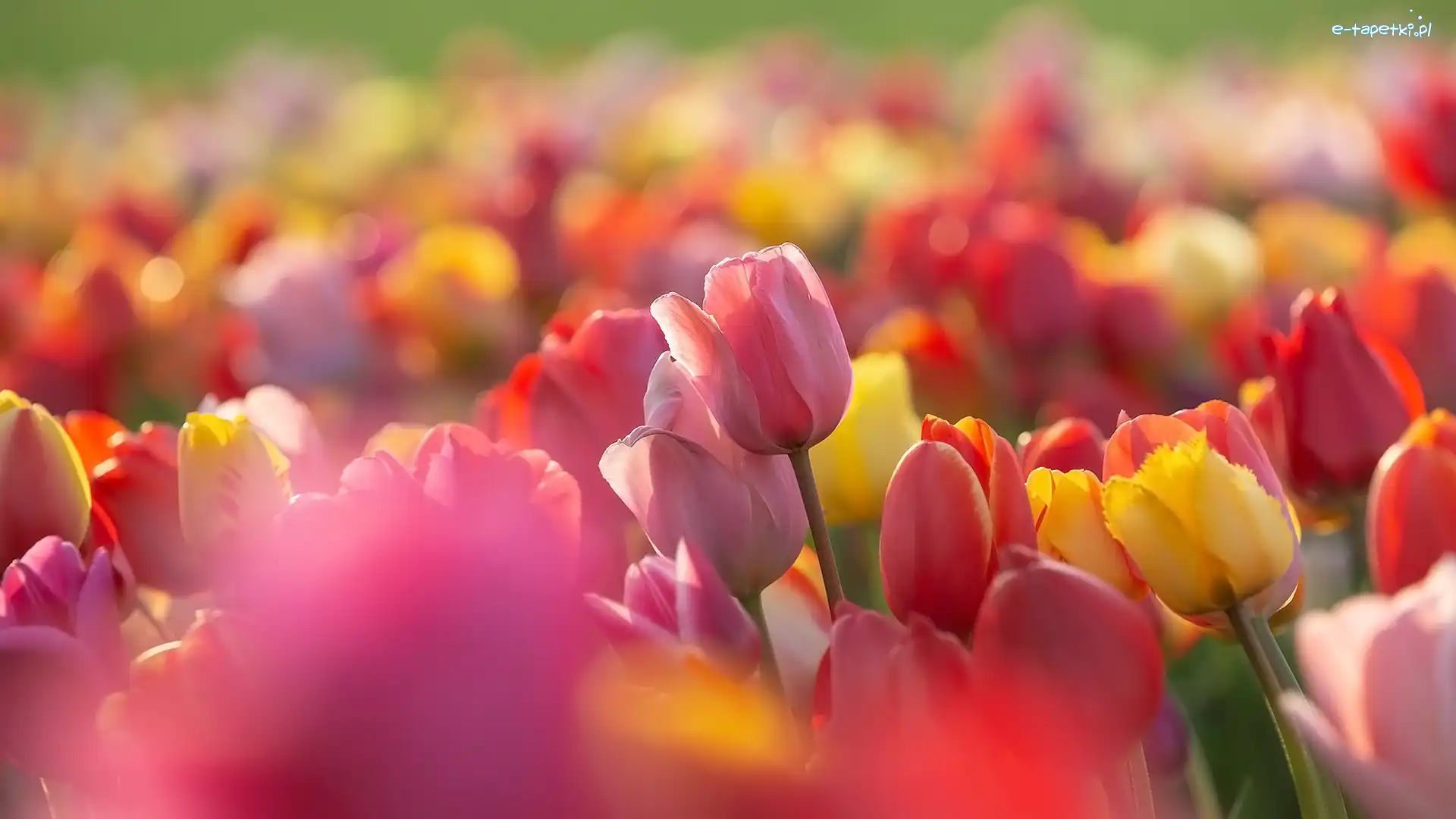 Zbliżenie, Tulipany, Kolorowe