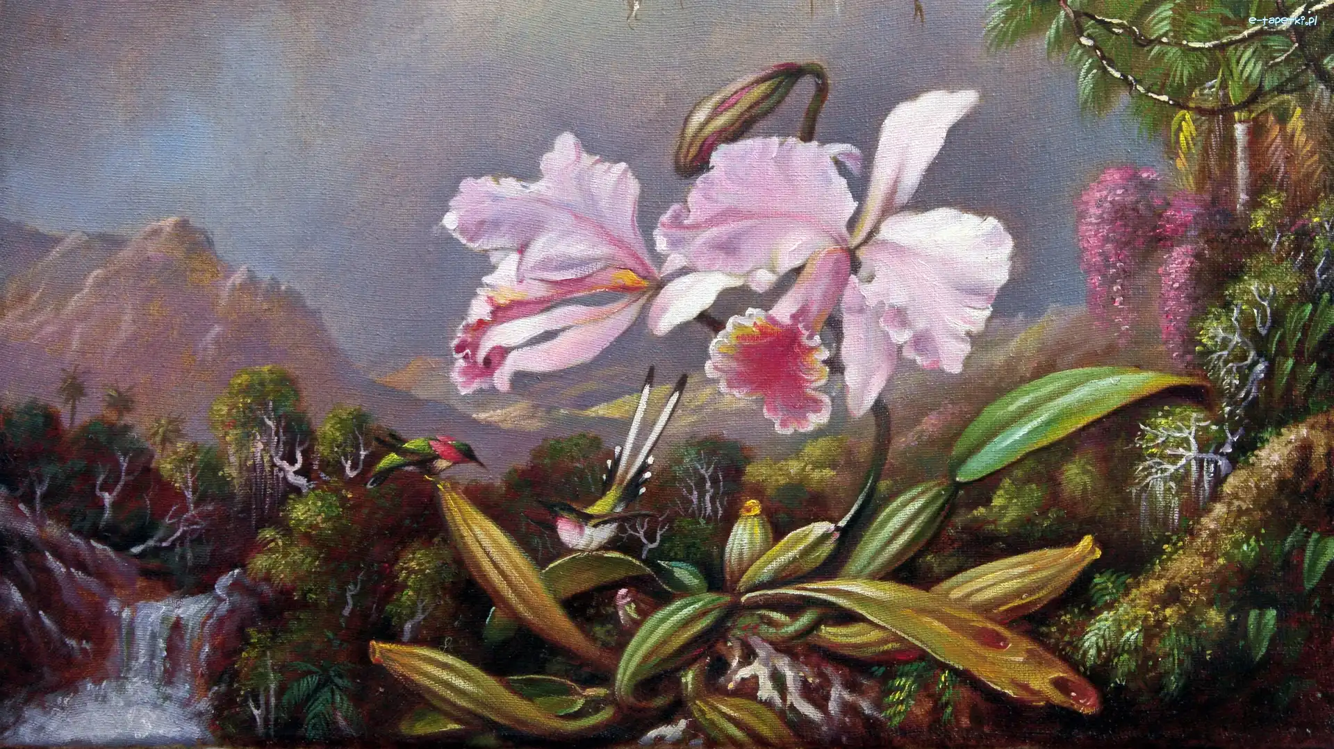 Malarstwo, Martin Johnson Heade, Obraz, Koliber, Storczyk