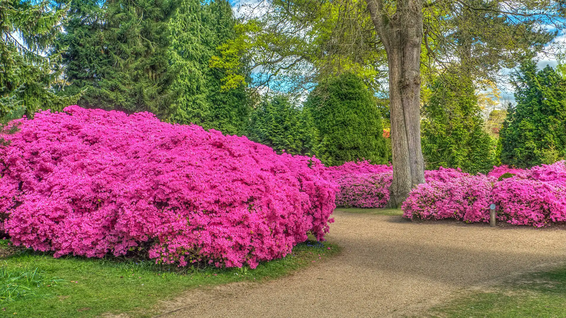 Park, Drzewa, Rododendrony, Alejka, Krzewy