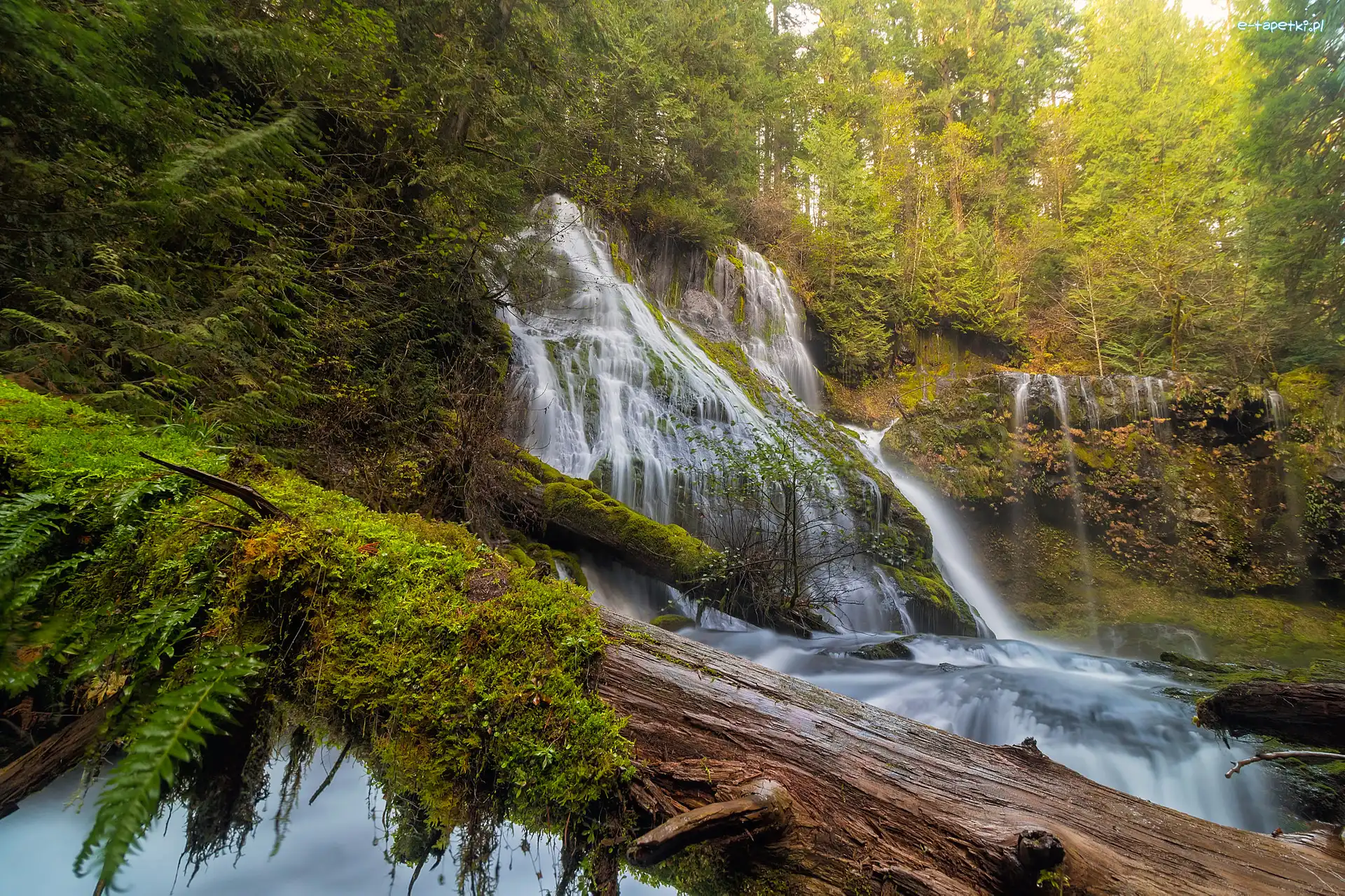 Wodospad Panther Creek Falls, Drzewa, Las państwowy Chattahoochee, Stany Zjednoczone, Stan Waszyngton