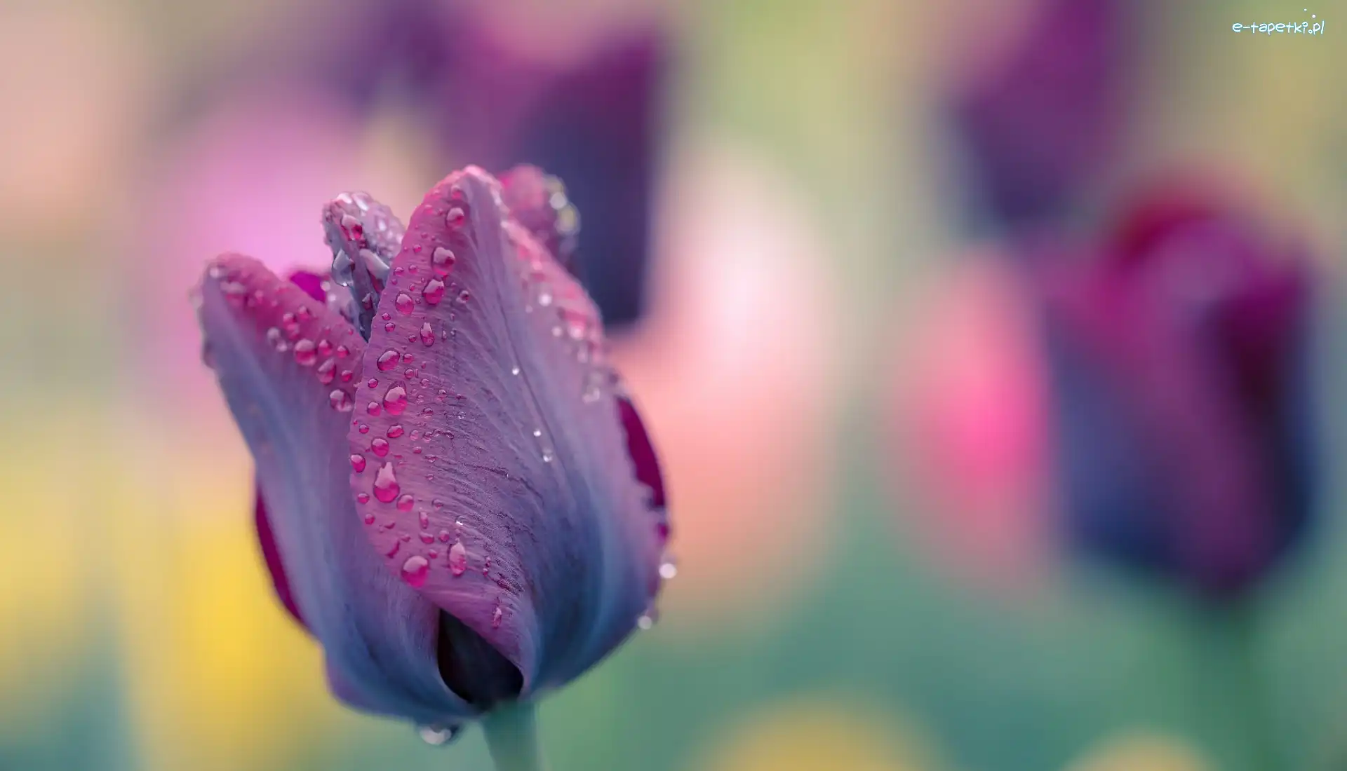 Krople, Tulipan, Fioletowy