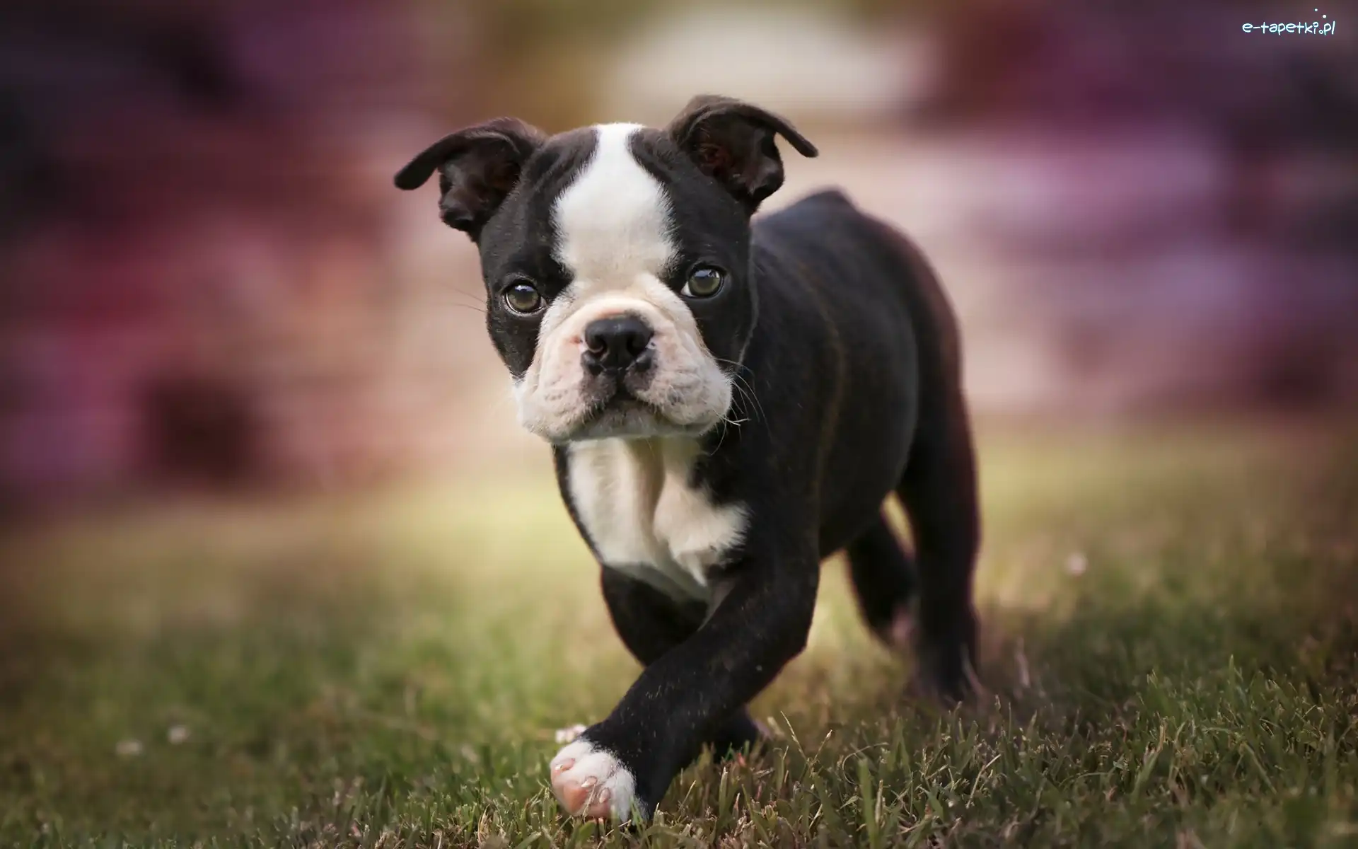 Boston terrier, Szczeniak, Pies