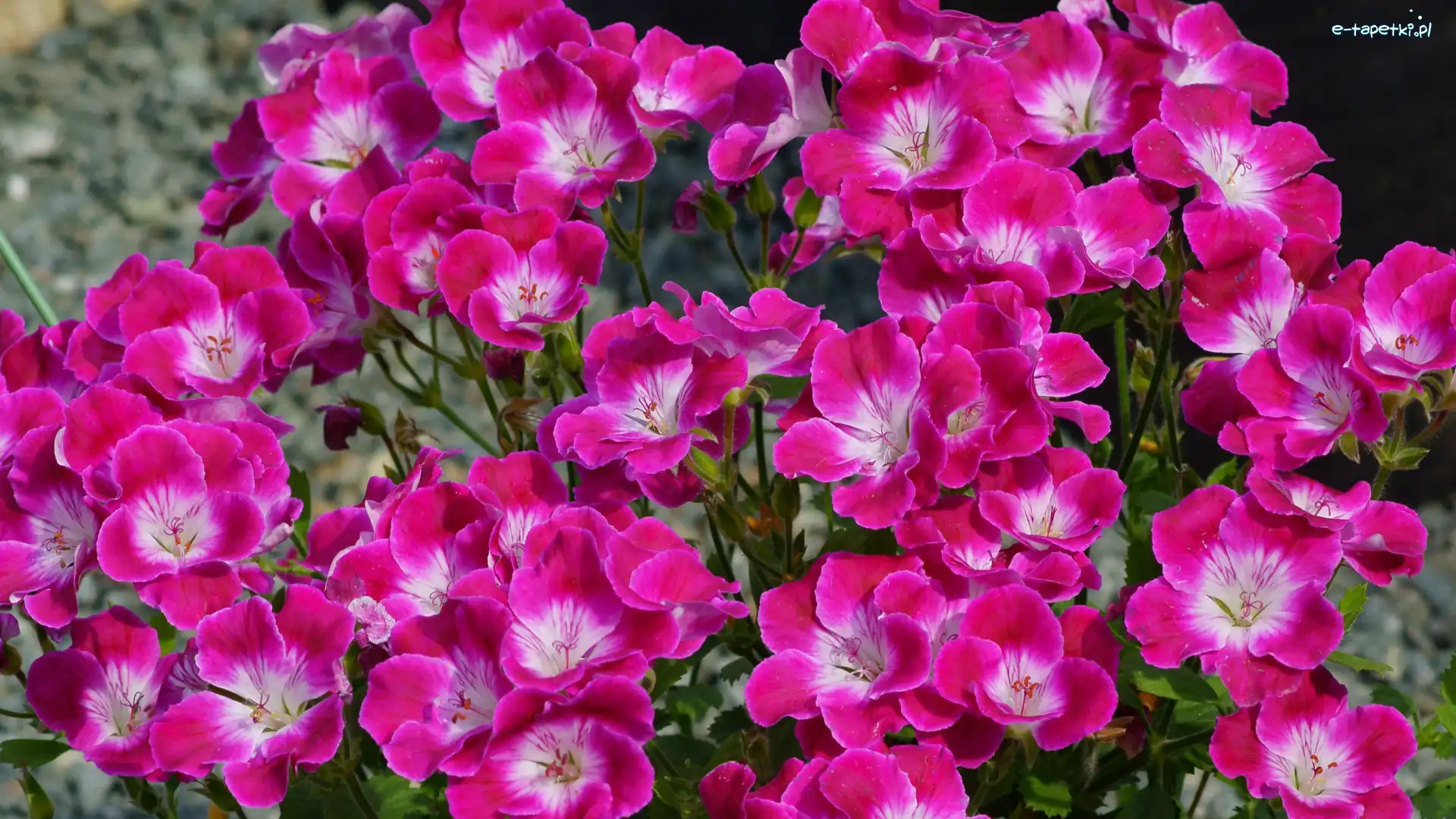 Geranium, Różowe, Kwiaty
