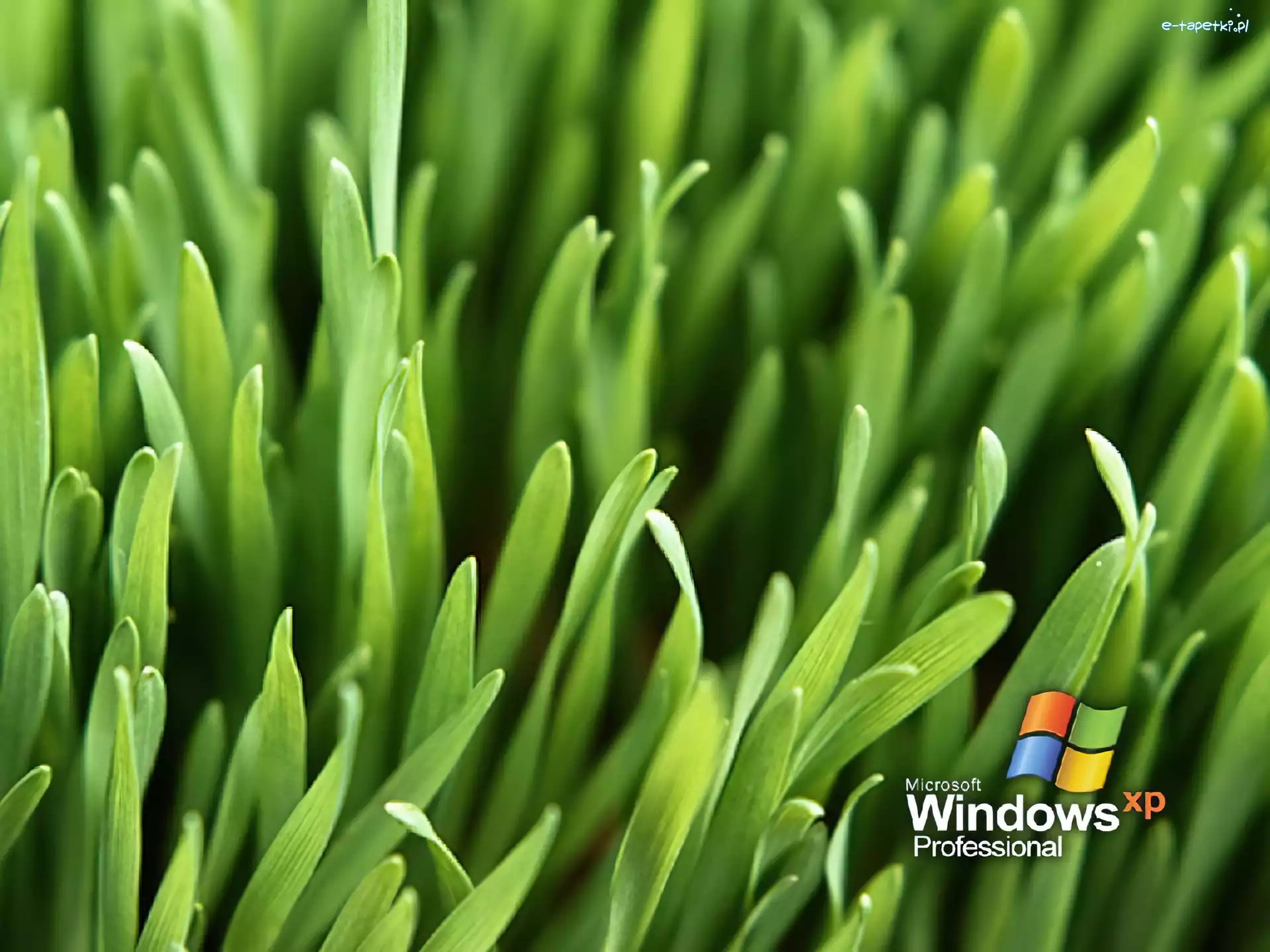 trawa, microsoft, Windows XP