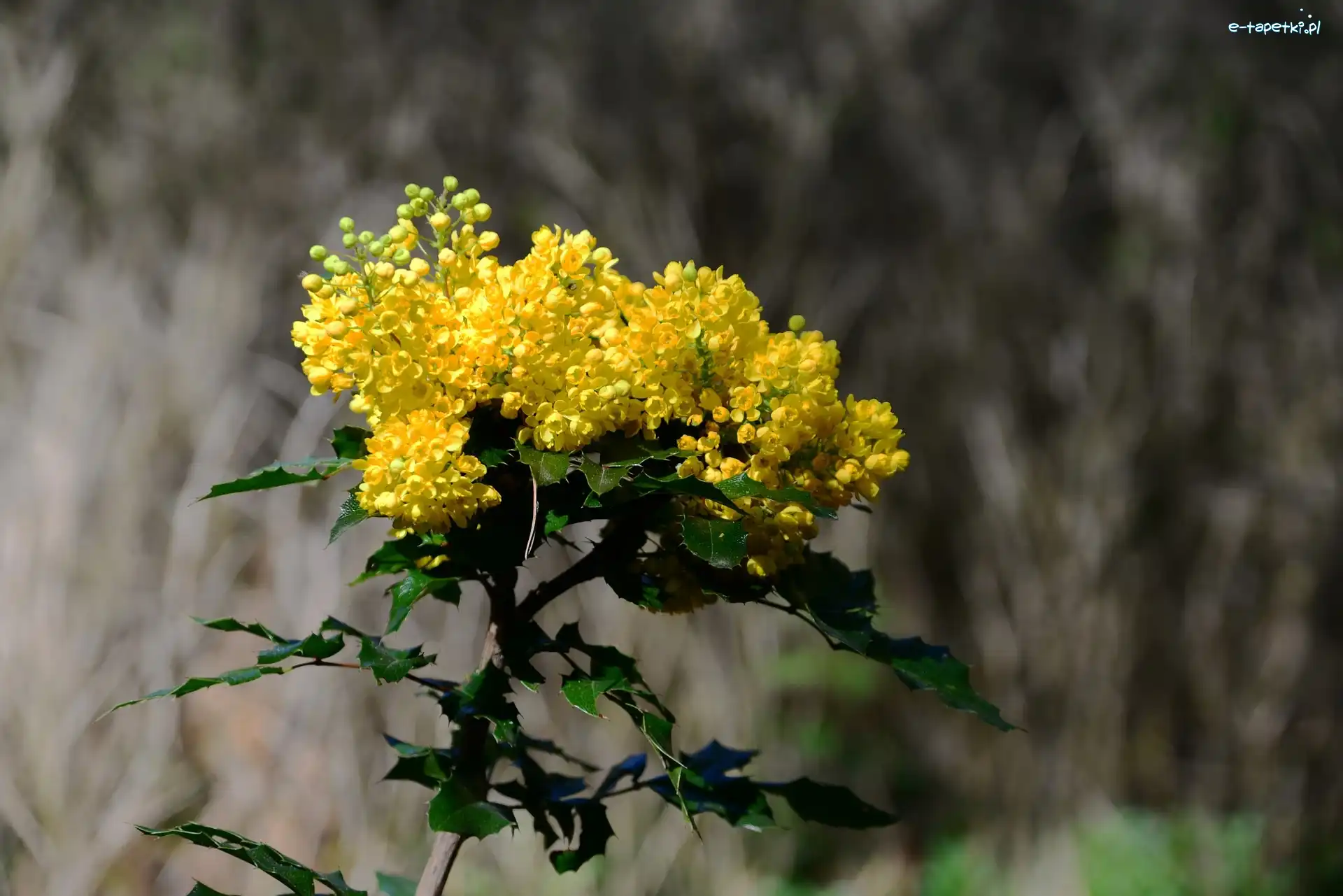 Krzew, Mahonia pospolita, Gałązka, Kwiaty, Żółte
