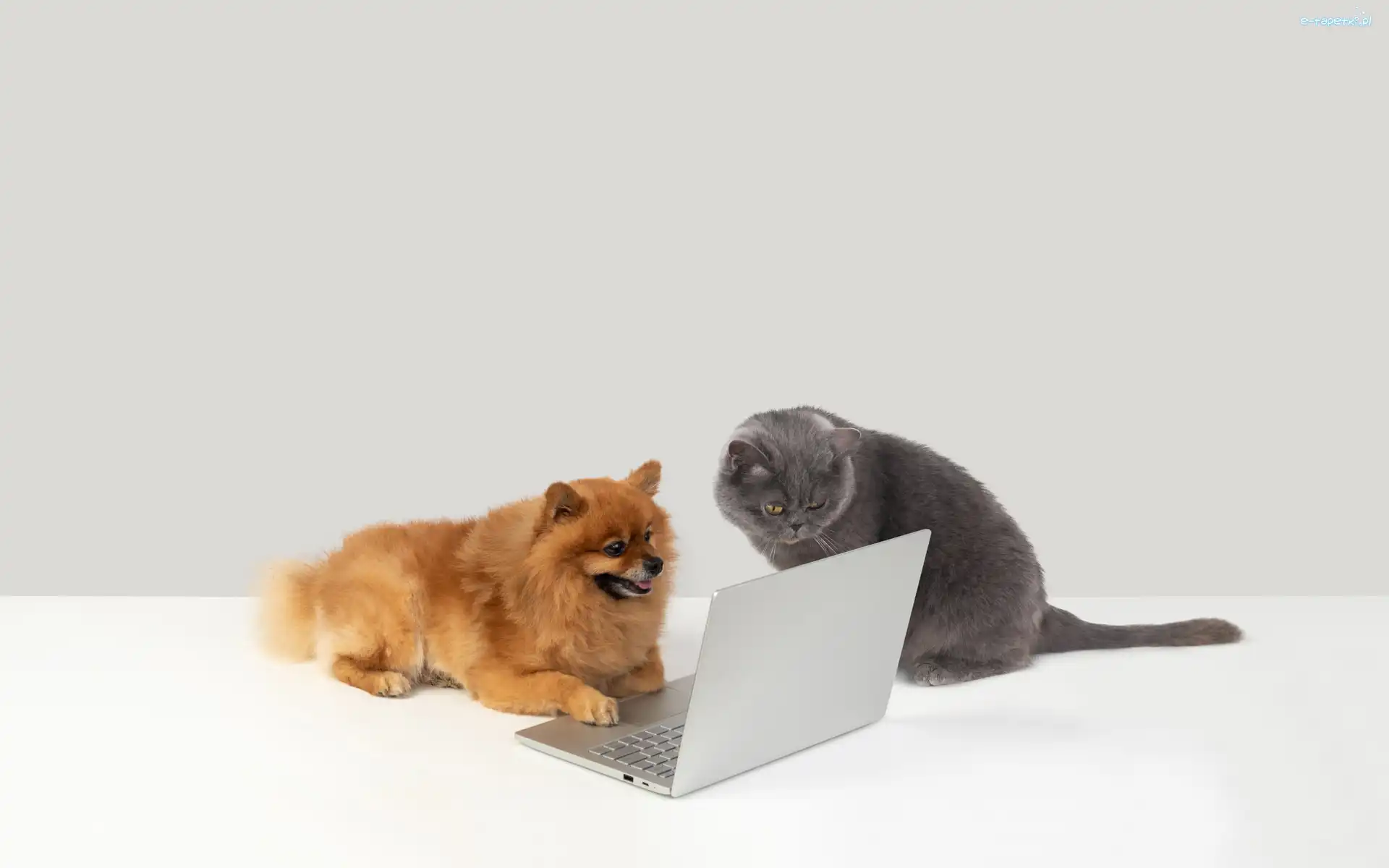 Laptop, Kot, Pies