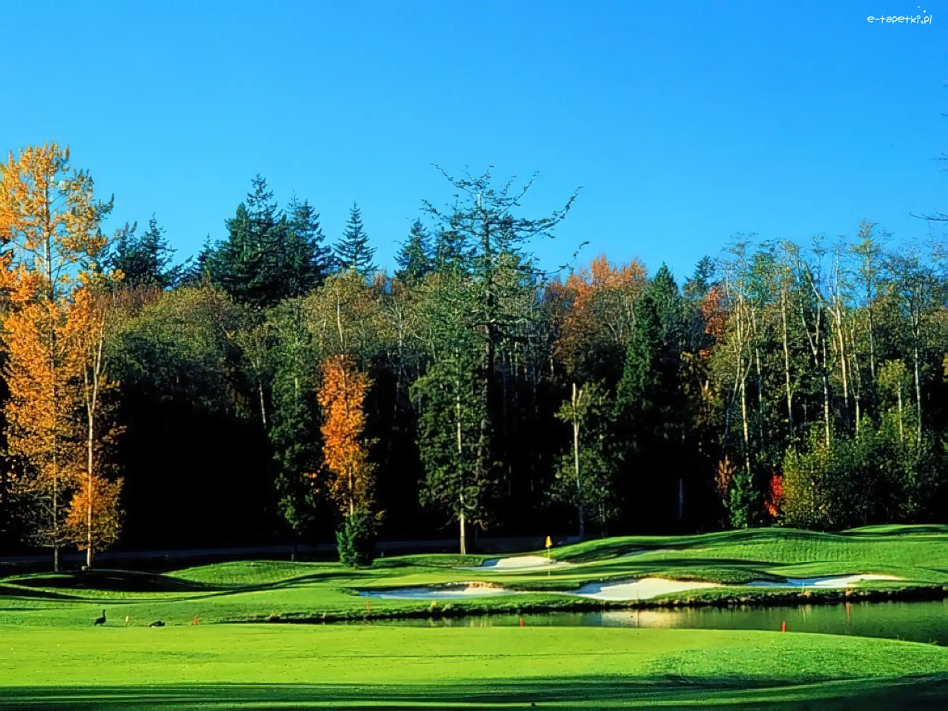 Las, Pole Golfowe
