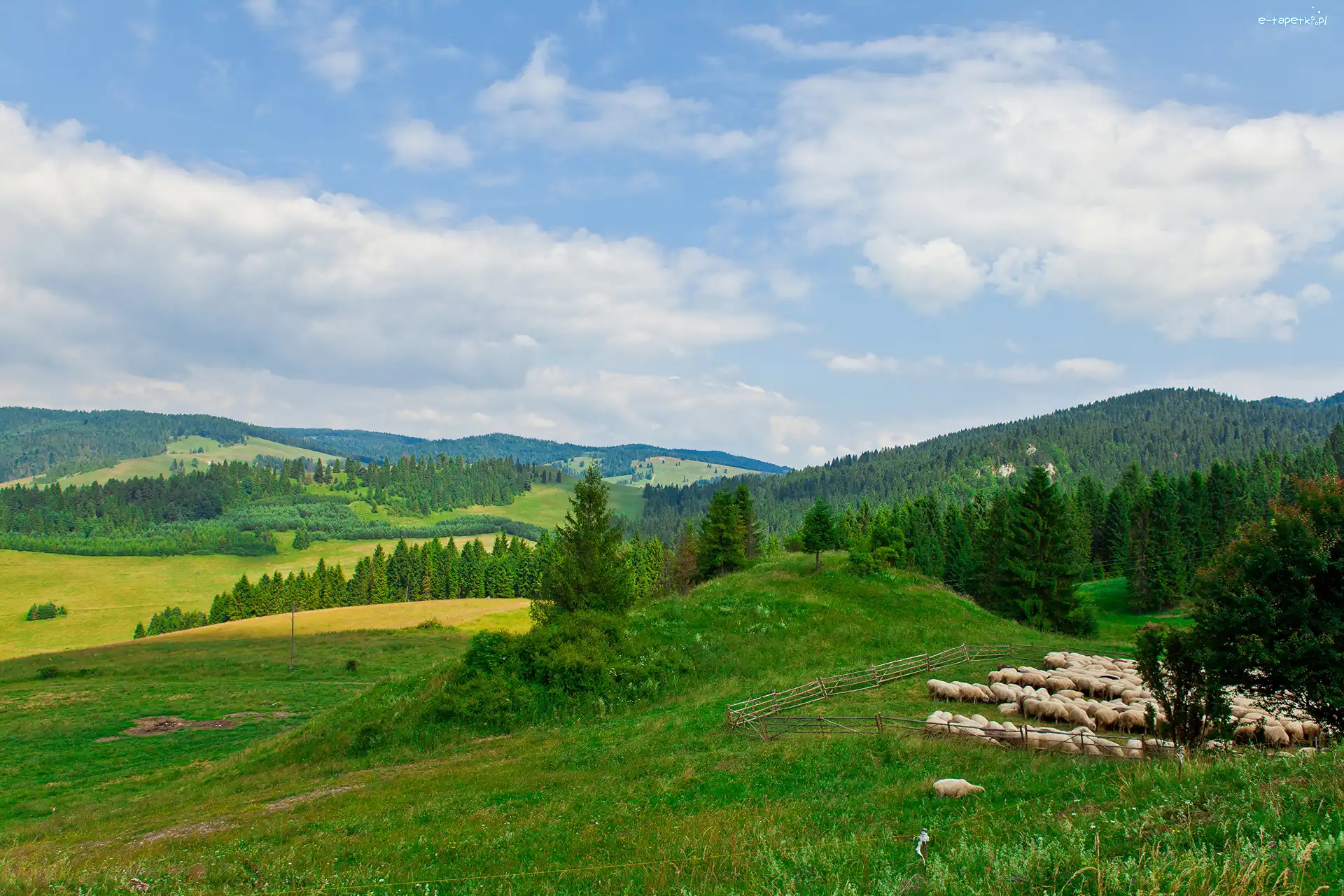 Pastwiska, Góry, Owce, Wypas, Wzgórza, Zielone
