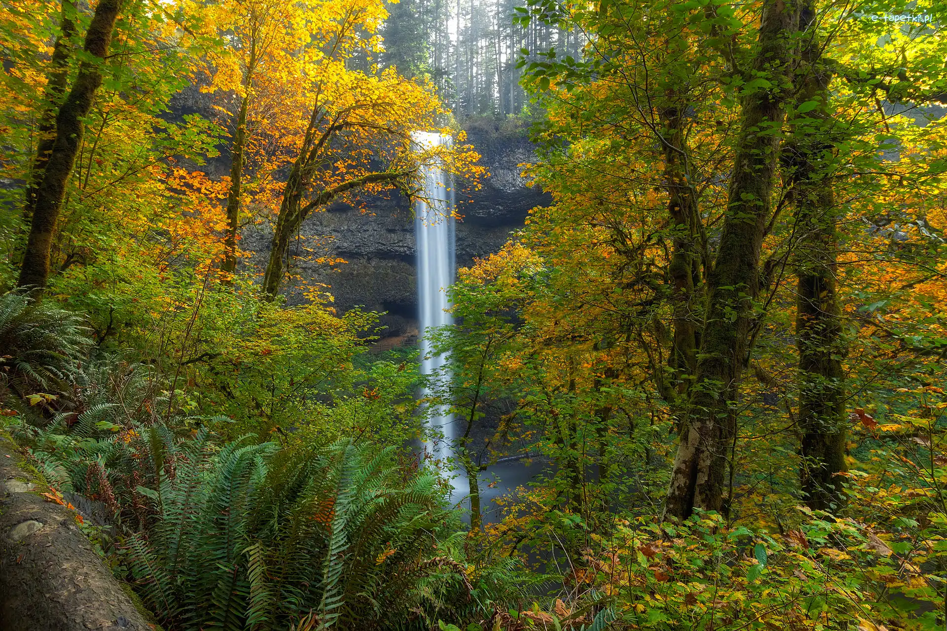 Paprocie, Las, Stany Zjednoczone, Oregon, Drzewa, Jesień, Park miejski Silver Falls, Wodospad South Falls