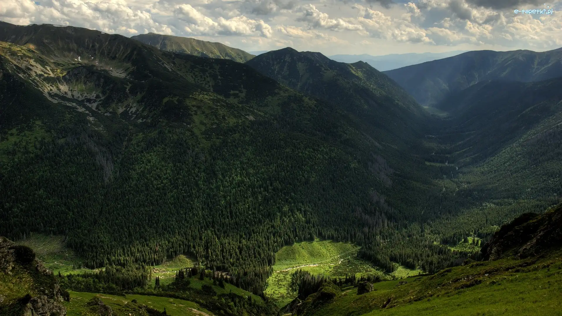 Dolina, Masyw Czerwone Wierchy, Lasy, Polska, Tatry Zachodnie, Góry